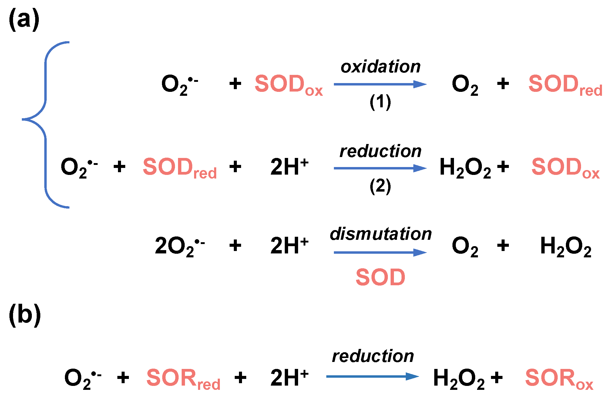 Antioxidants 12 01273 g005 Antioxidants 12 01273 g005