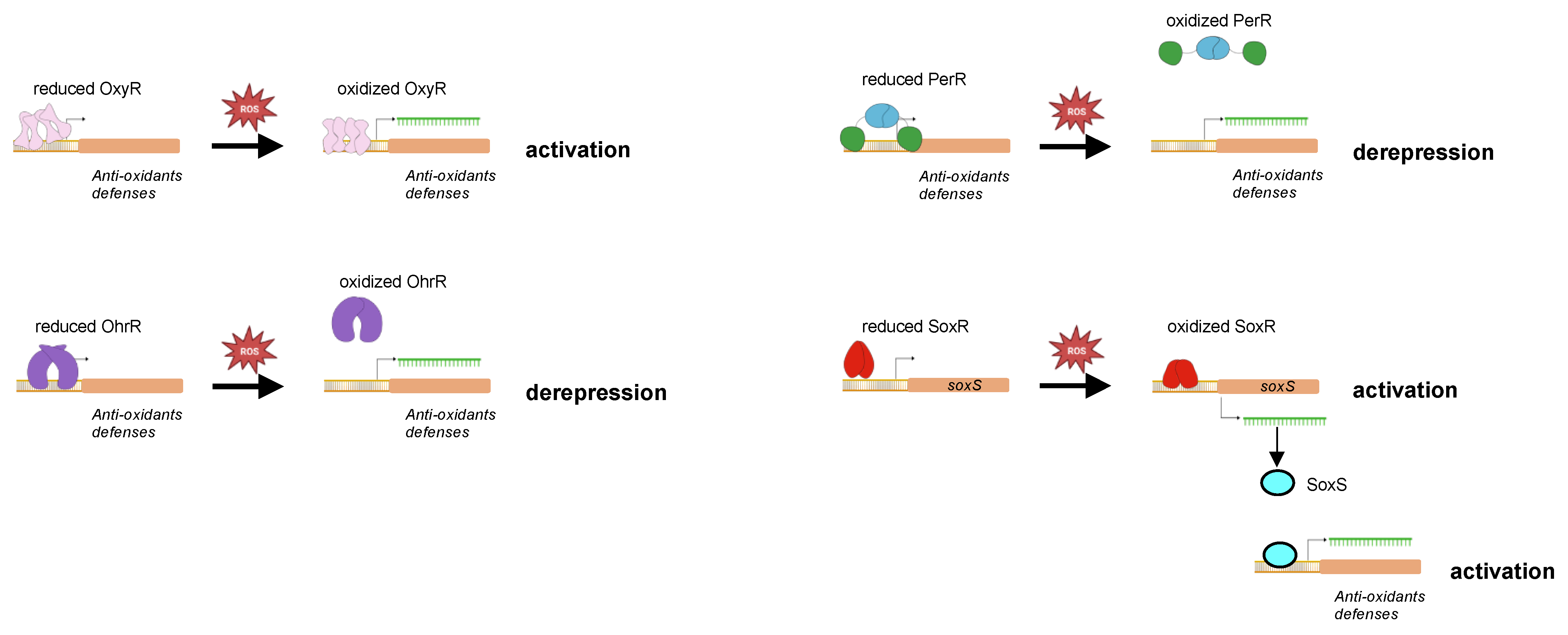 Antioxidants 12 01273 g006 Antioxidants 12 01273 g006