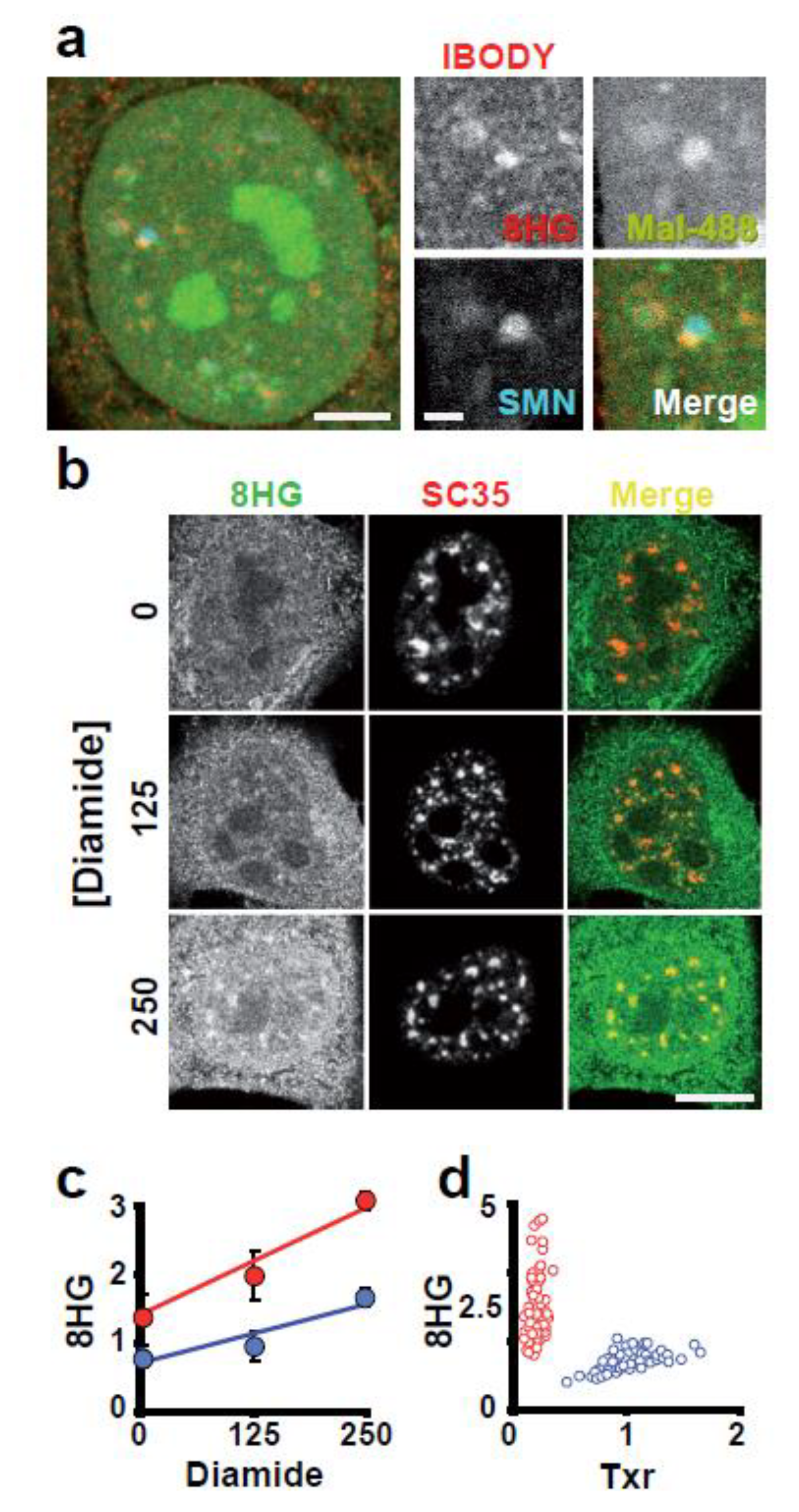 Antioxidants 12 01274 g007 Antioxidants 12 01274 g007