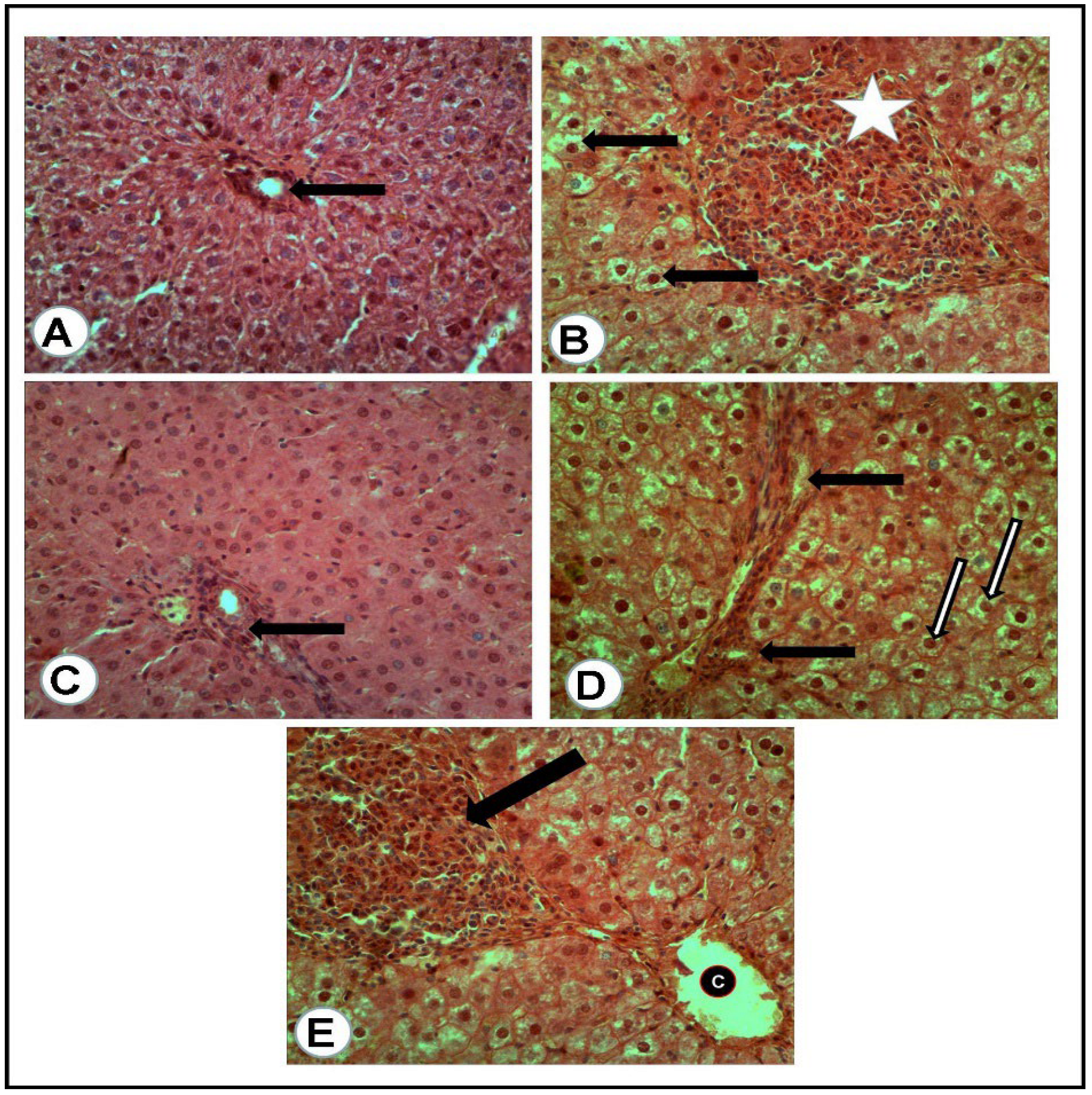Antioxidants 12 01275 g003