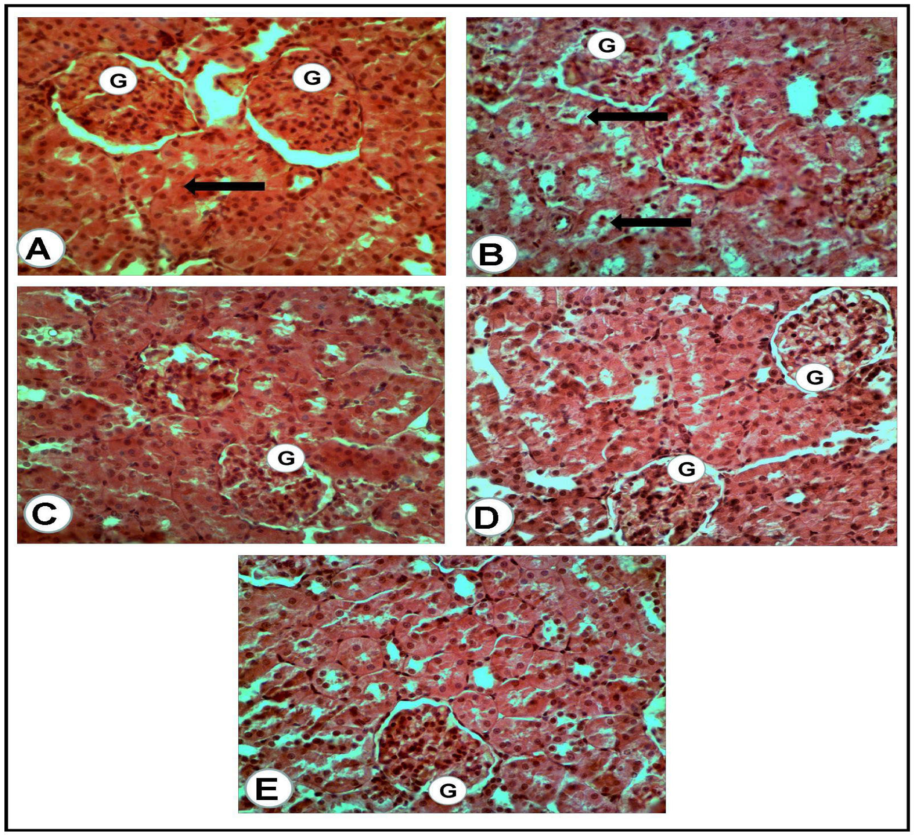 Antioxidants 12 01275 g004