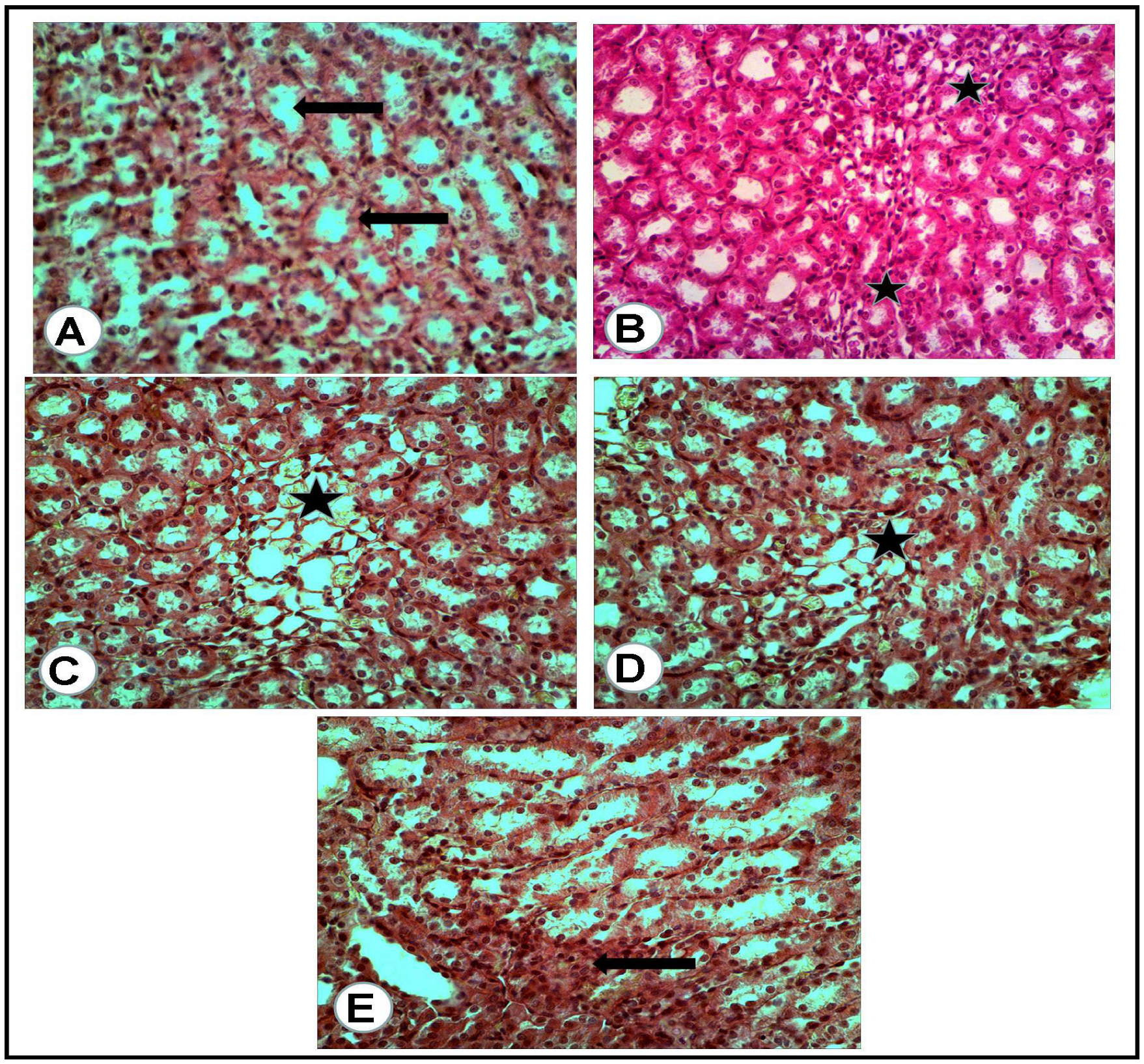 Antioxidants 12 01275 g005