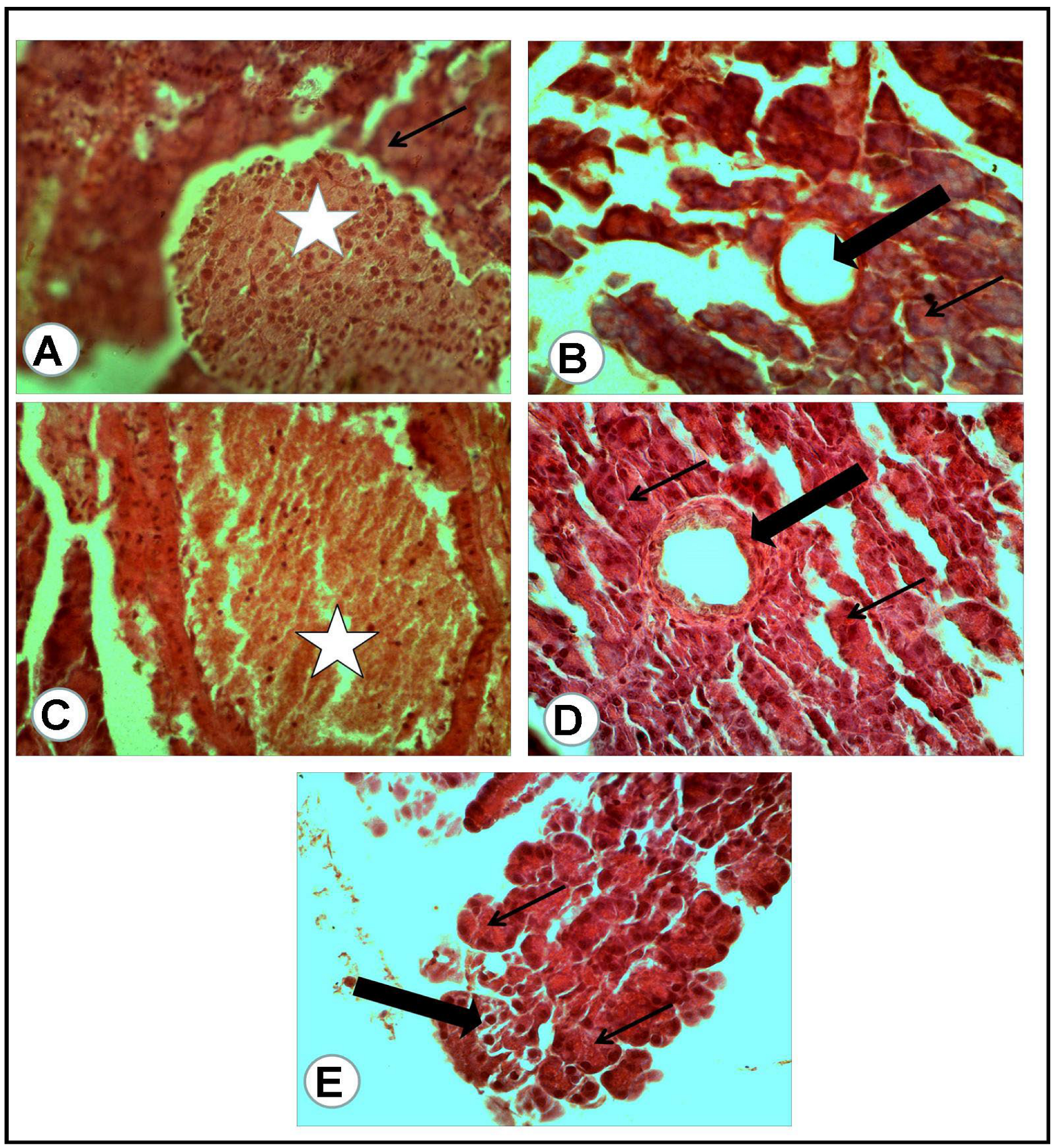 Antioxidants 12 01275 g006