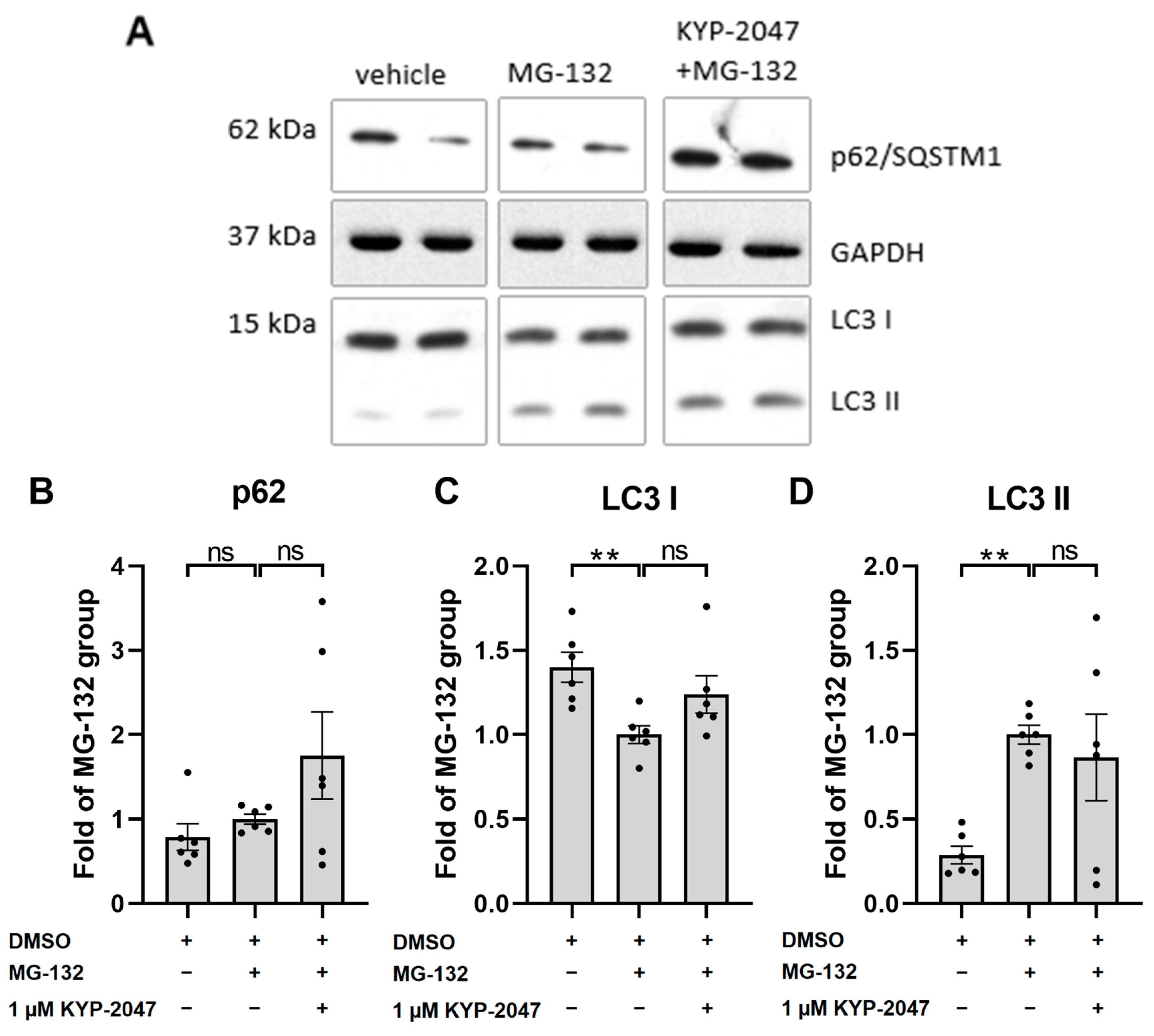 Antioxidants 12 01279 g005 Antioxidants 12 01279 g005