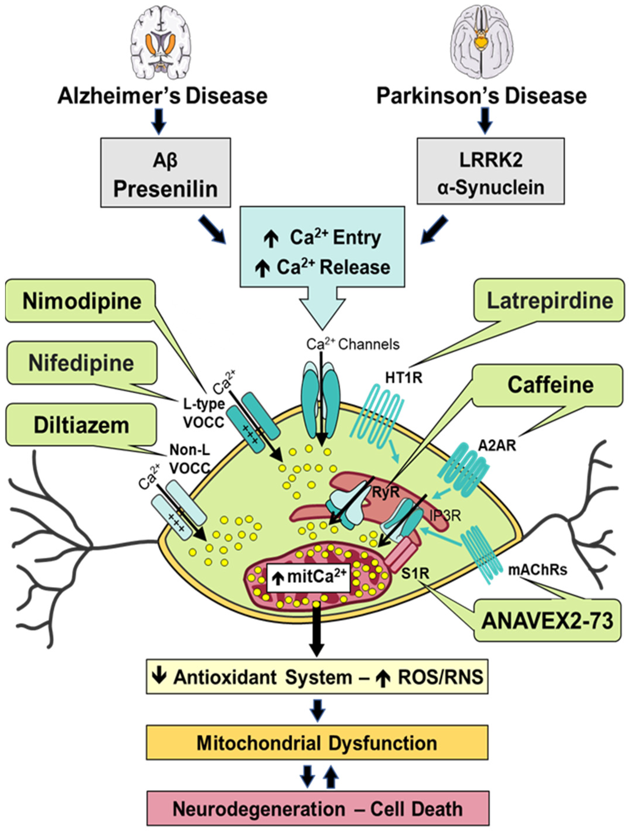 Antioxidants 12 01282 g001 Antioxidants 12 01282 g001