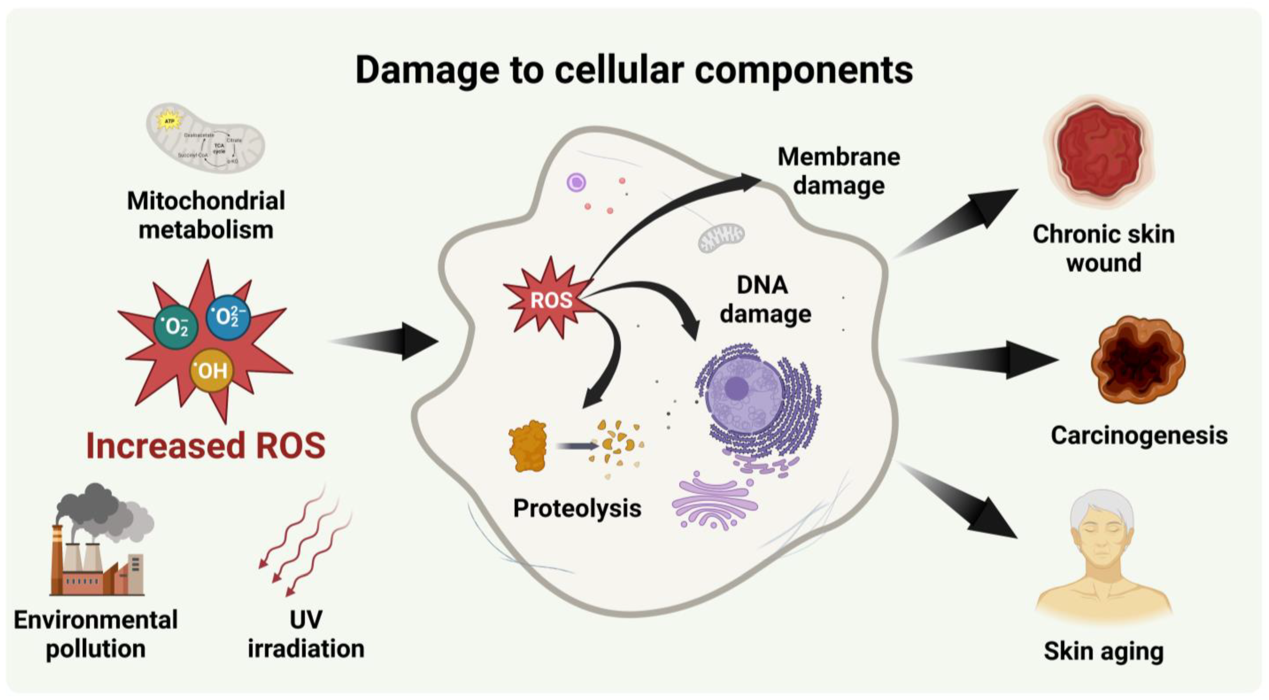 Antioxidants 12 01286 g001