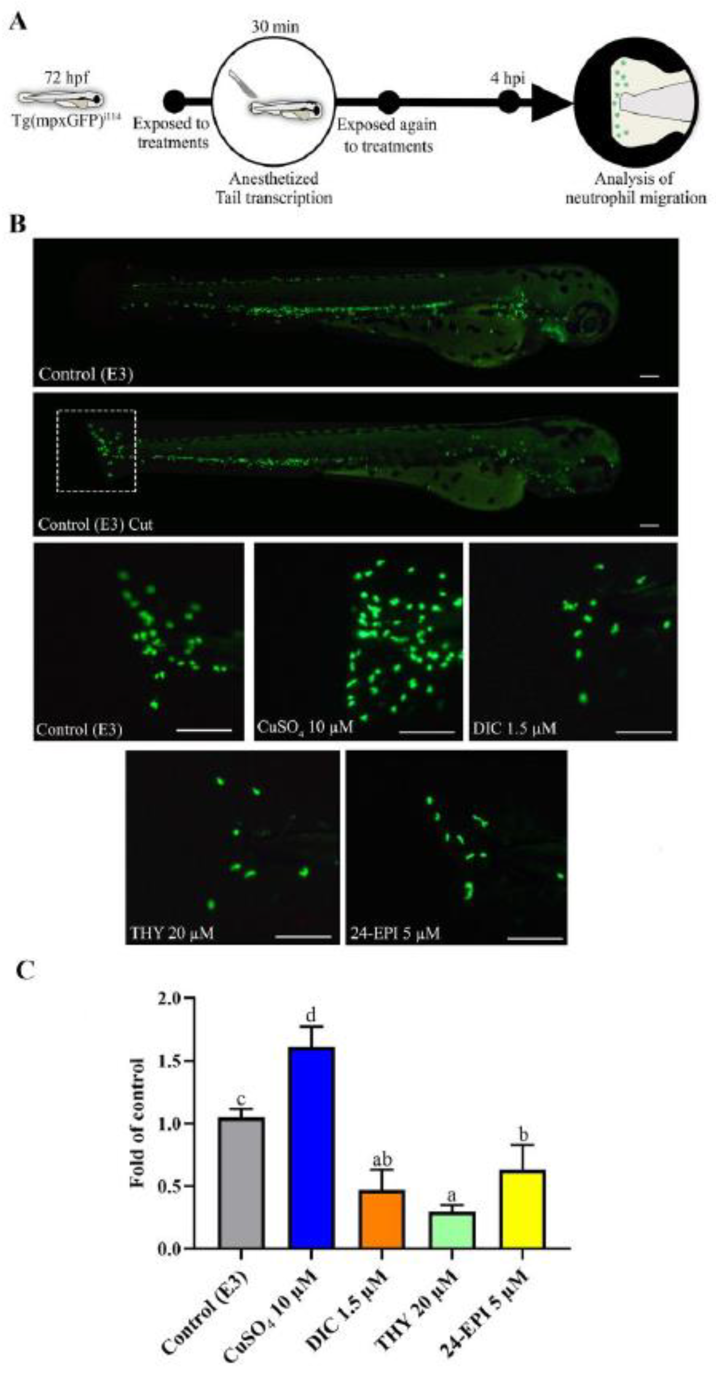 Antioxidants 12 01297 g001 Antioxidants 12 01297 g001