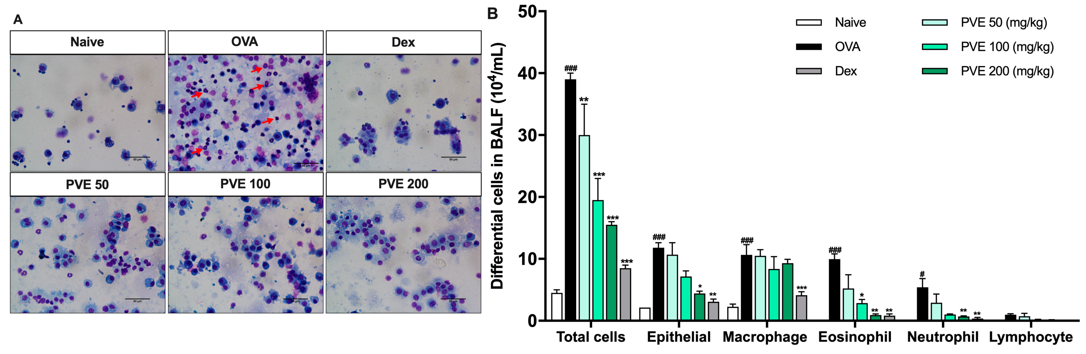 Antioxidants 12 01301 g004
