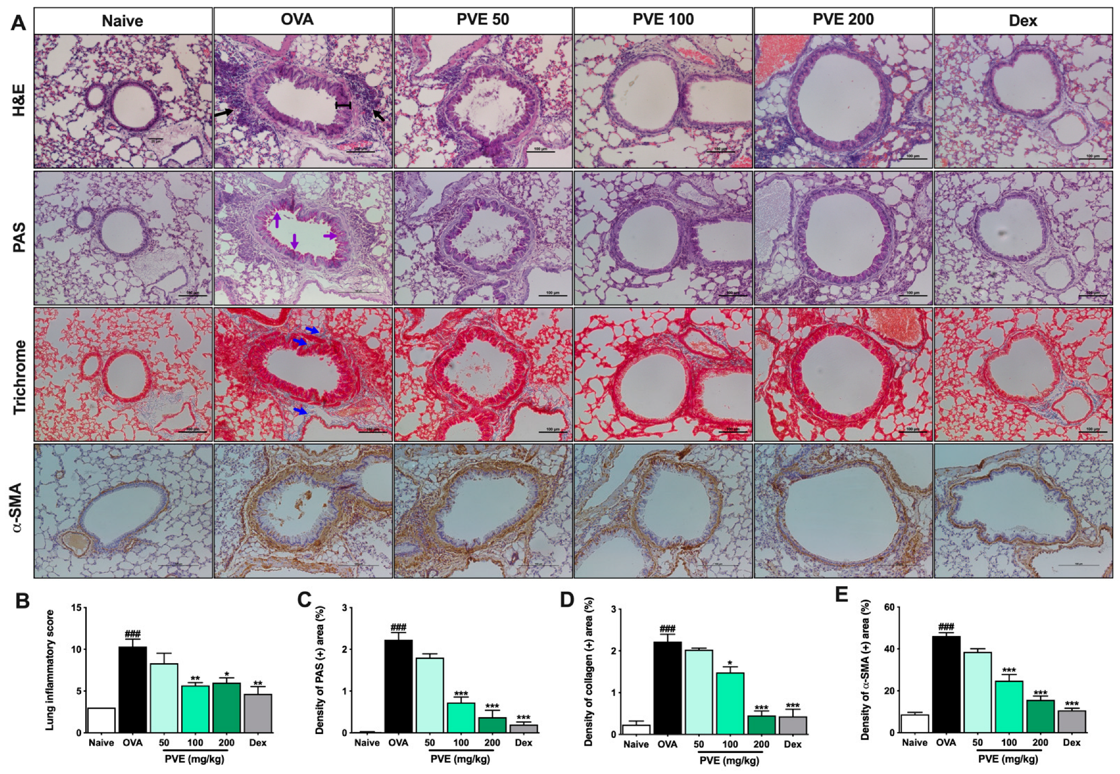 Antioxidants 12 01301 g005