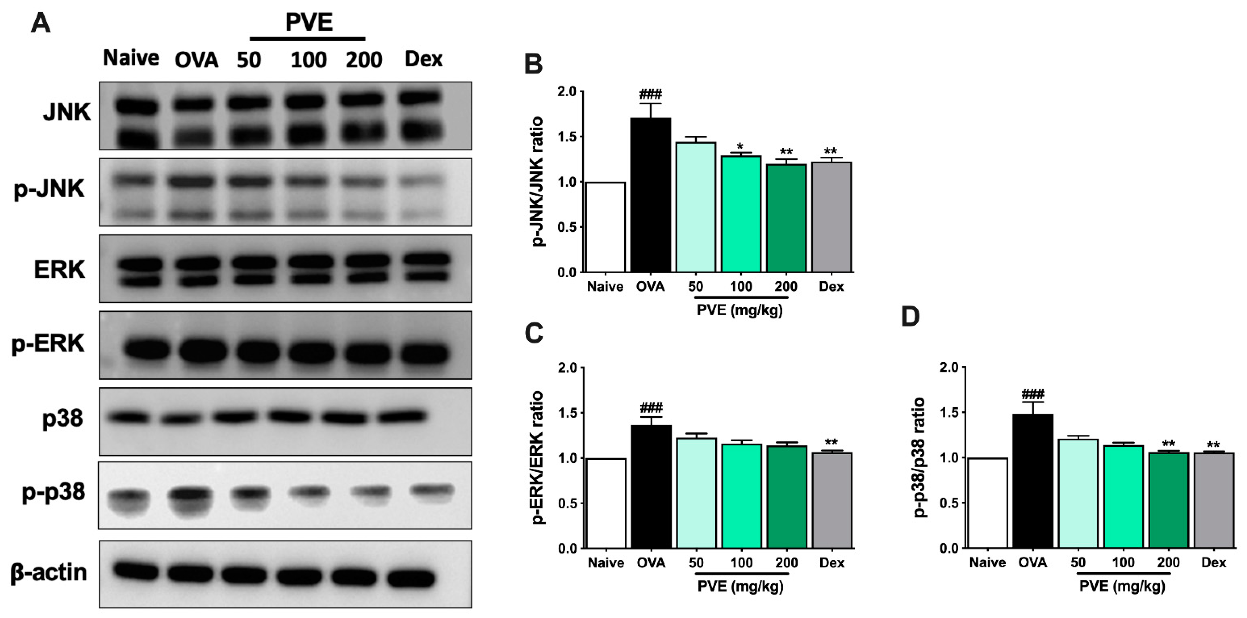 Antioxidants 12 01301 g010