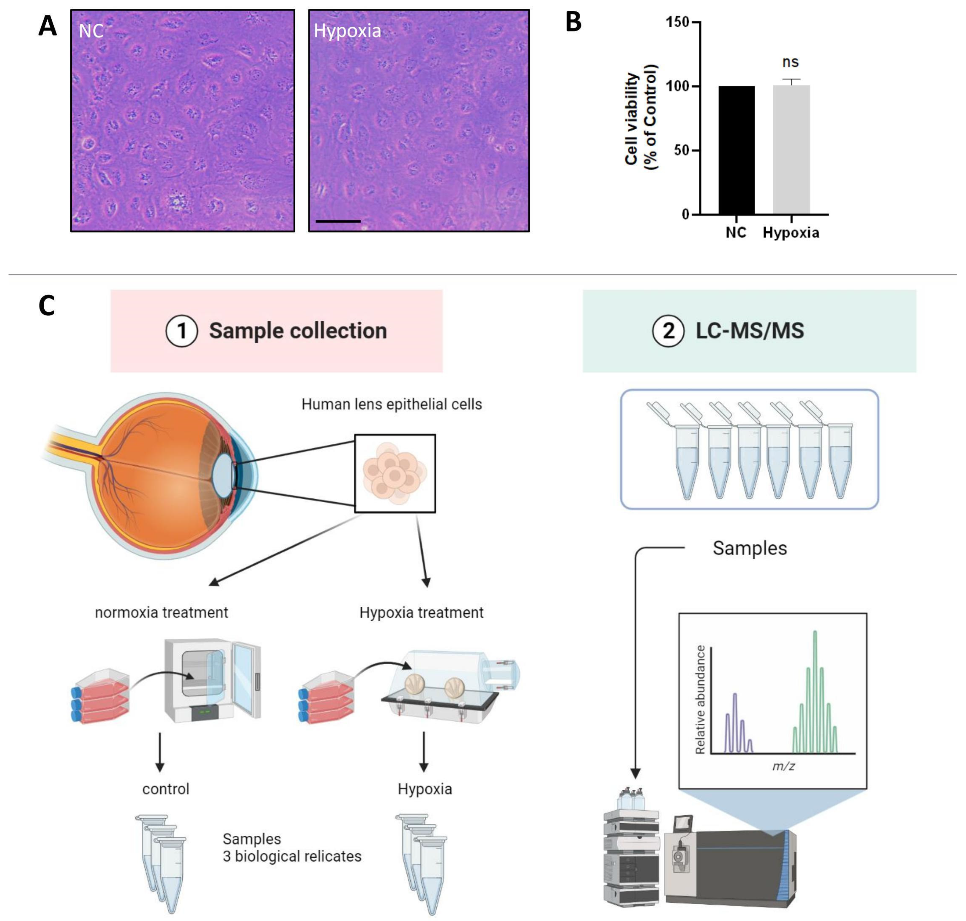 Antioxidants 12 01304 g001 Antioxidants 12 01304 g001