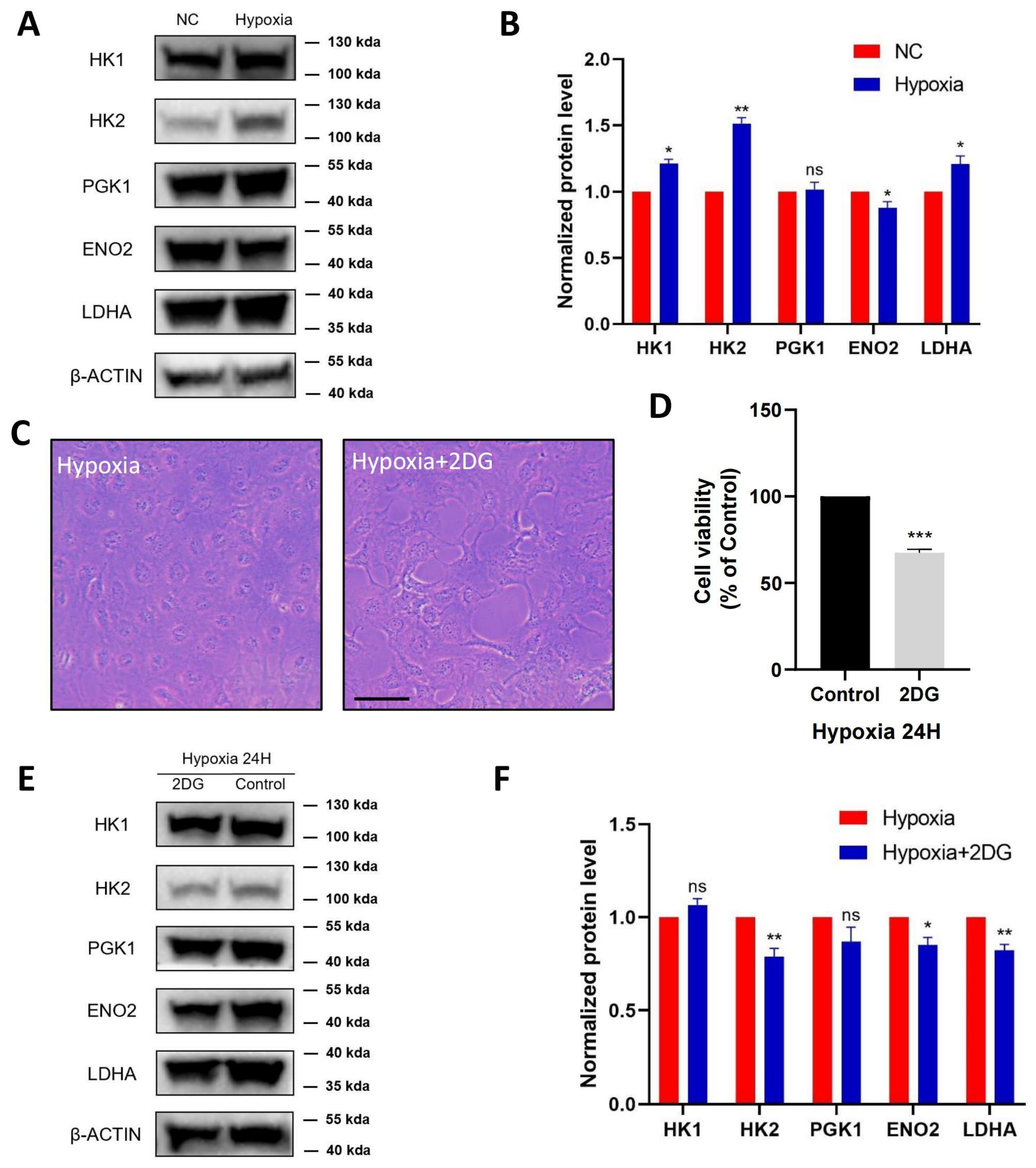 Antioxidants 12 01304 g003 Antioxidants 12 01304 g003