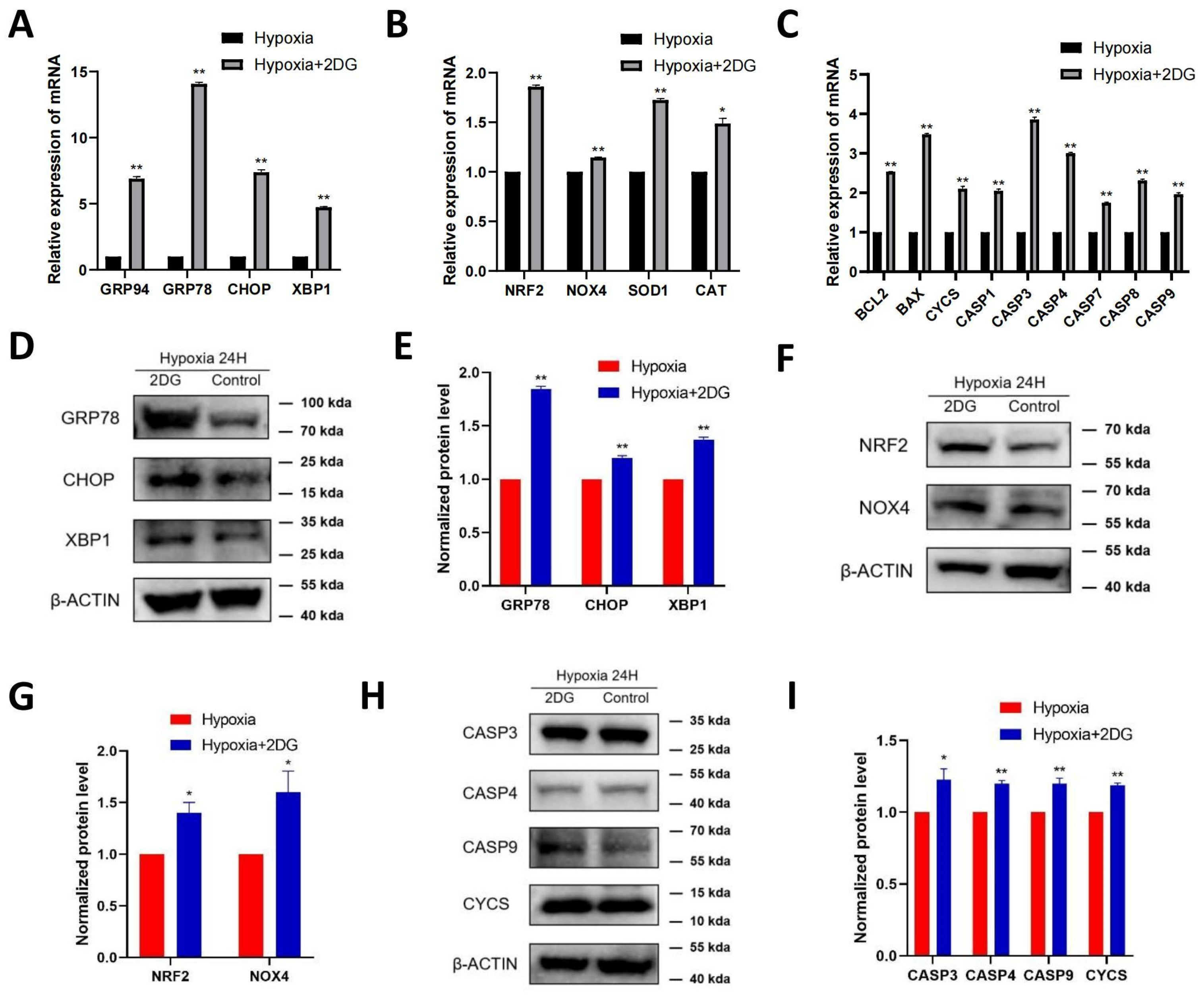 Antioxidants 12 01304 g004 Antioxidants 12 01304 g004
