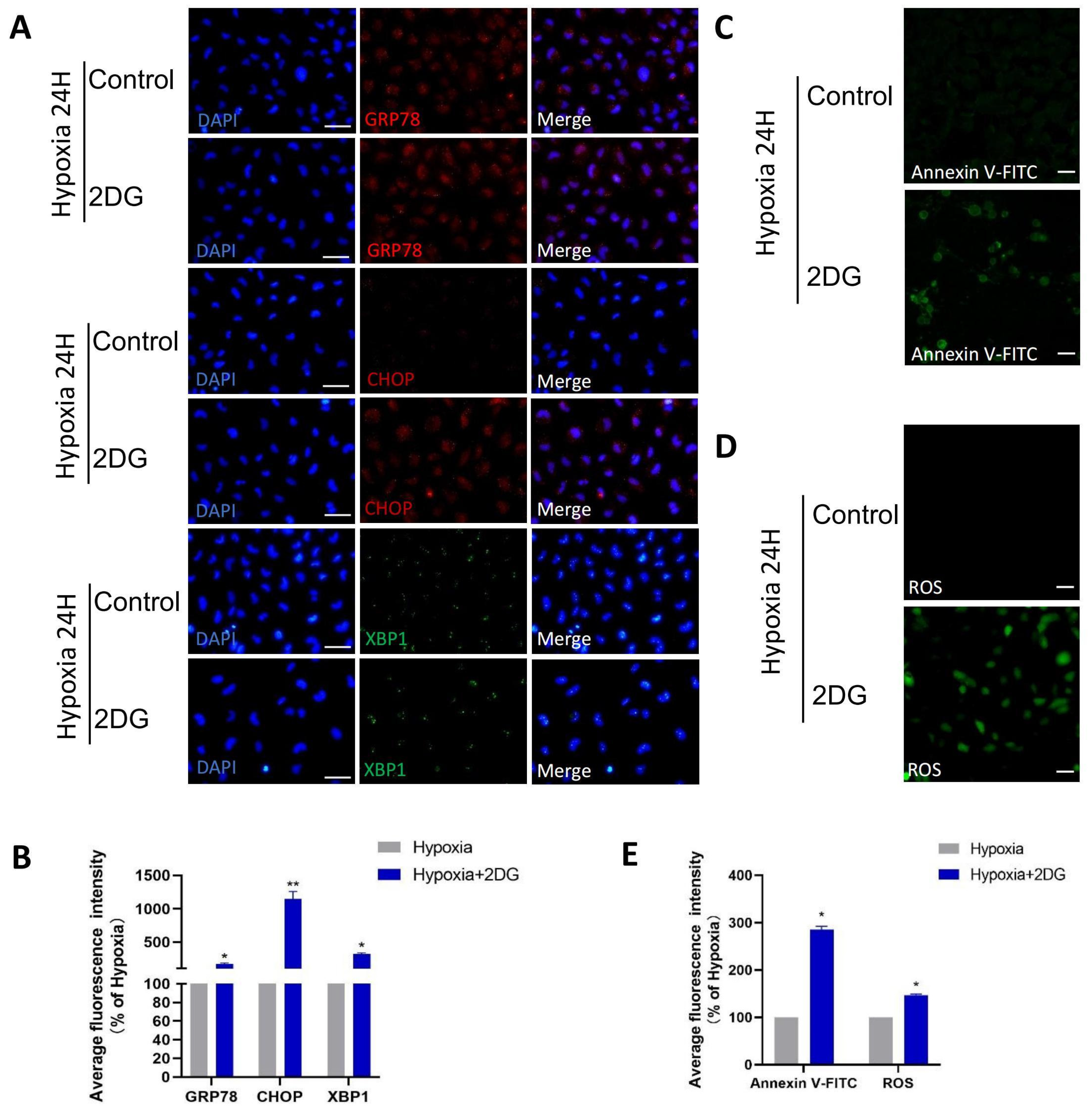 Antioxidants 12 01304 g005 Antioxidants 12 01304 g005