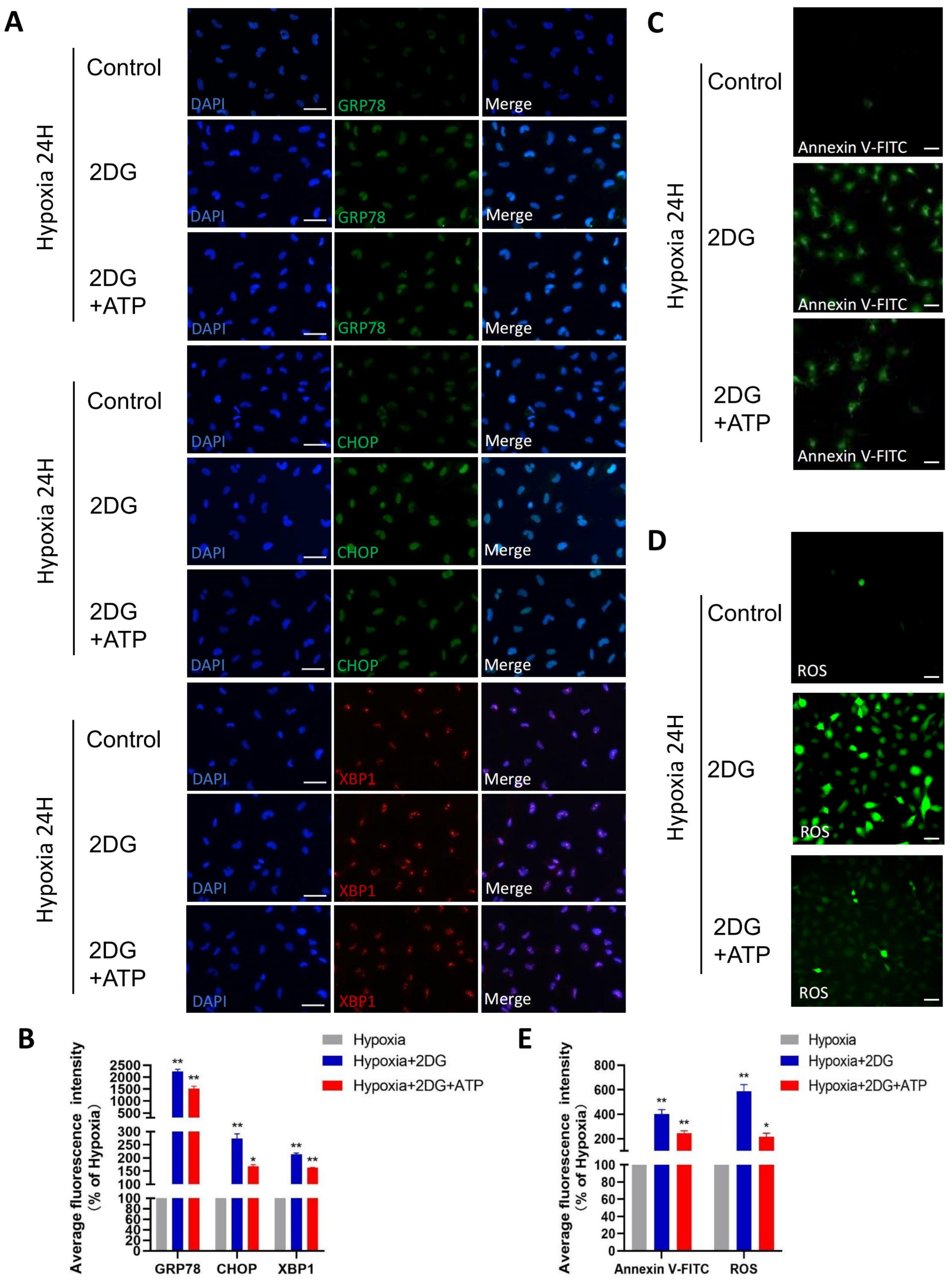 Antioxidants 12 01304 g006 Antioxidants 12 01304 g006