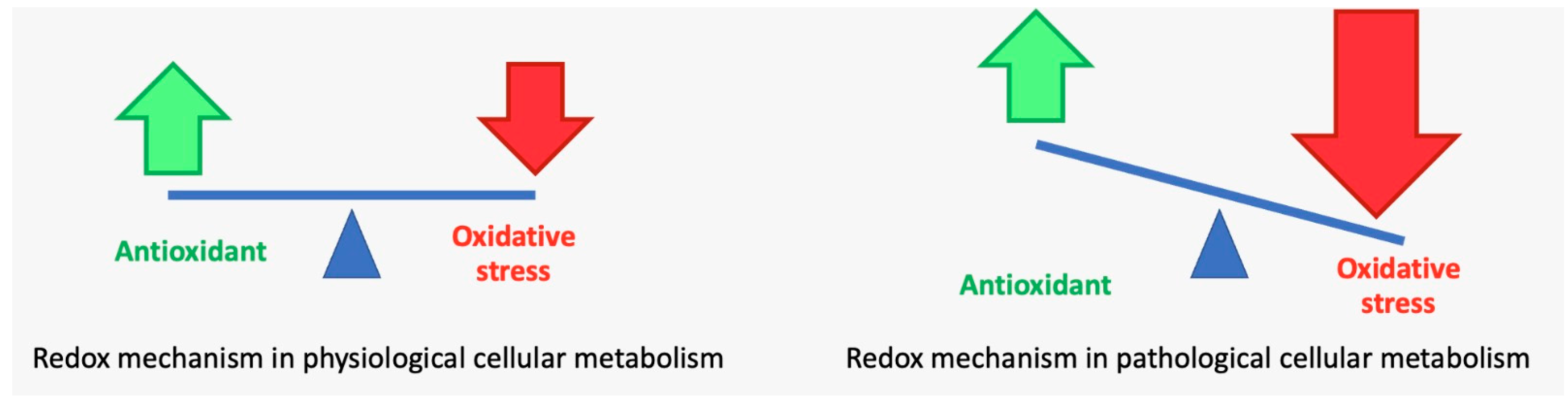 Antioxidants 12 01309 g004 Antioxidants 12 01309 g004