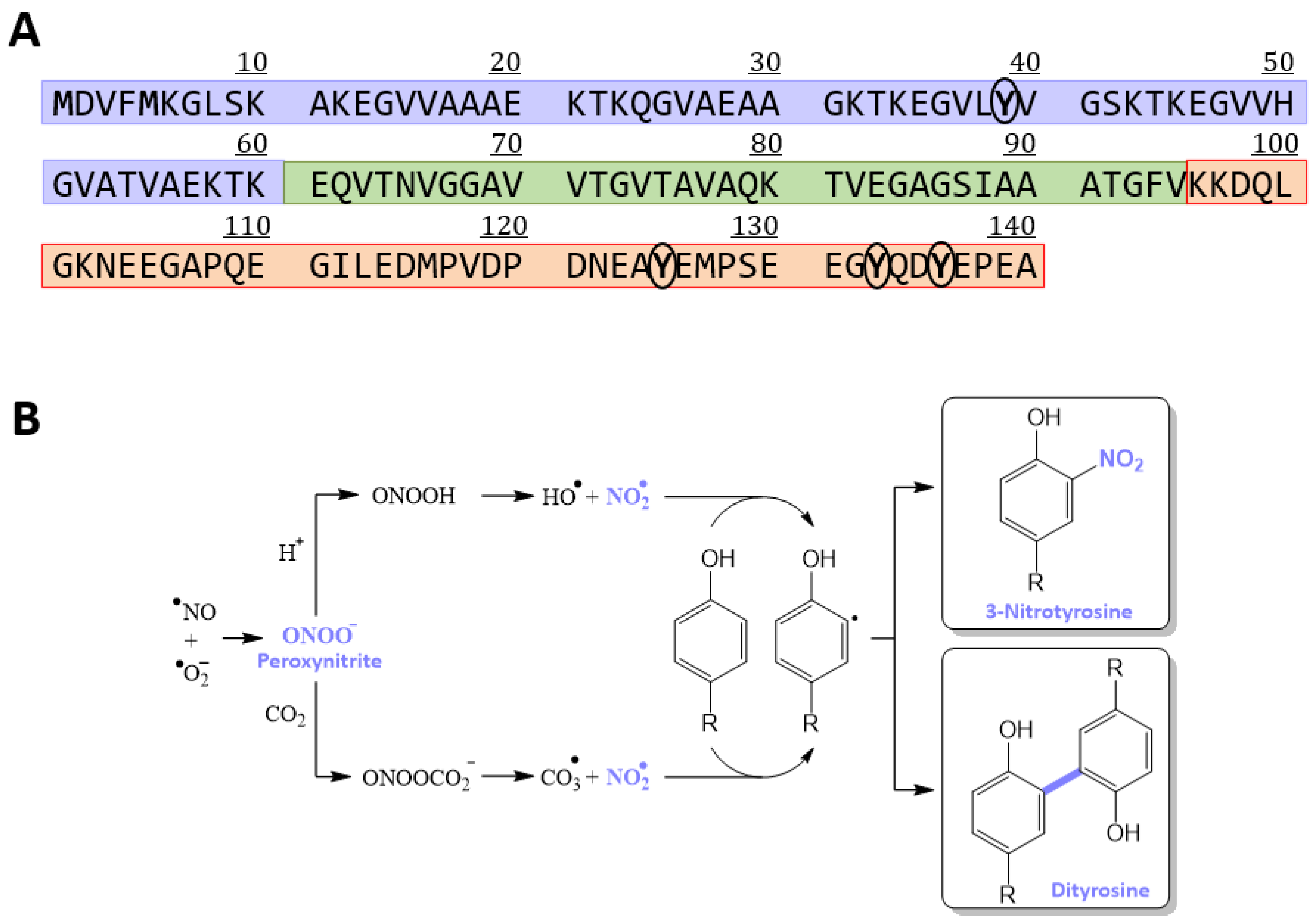 Antioxidants 12 01310 g001 Antioxidants 12 01310 g001
