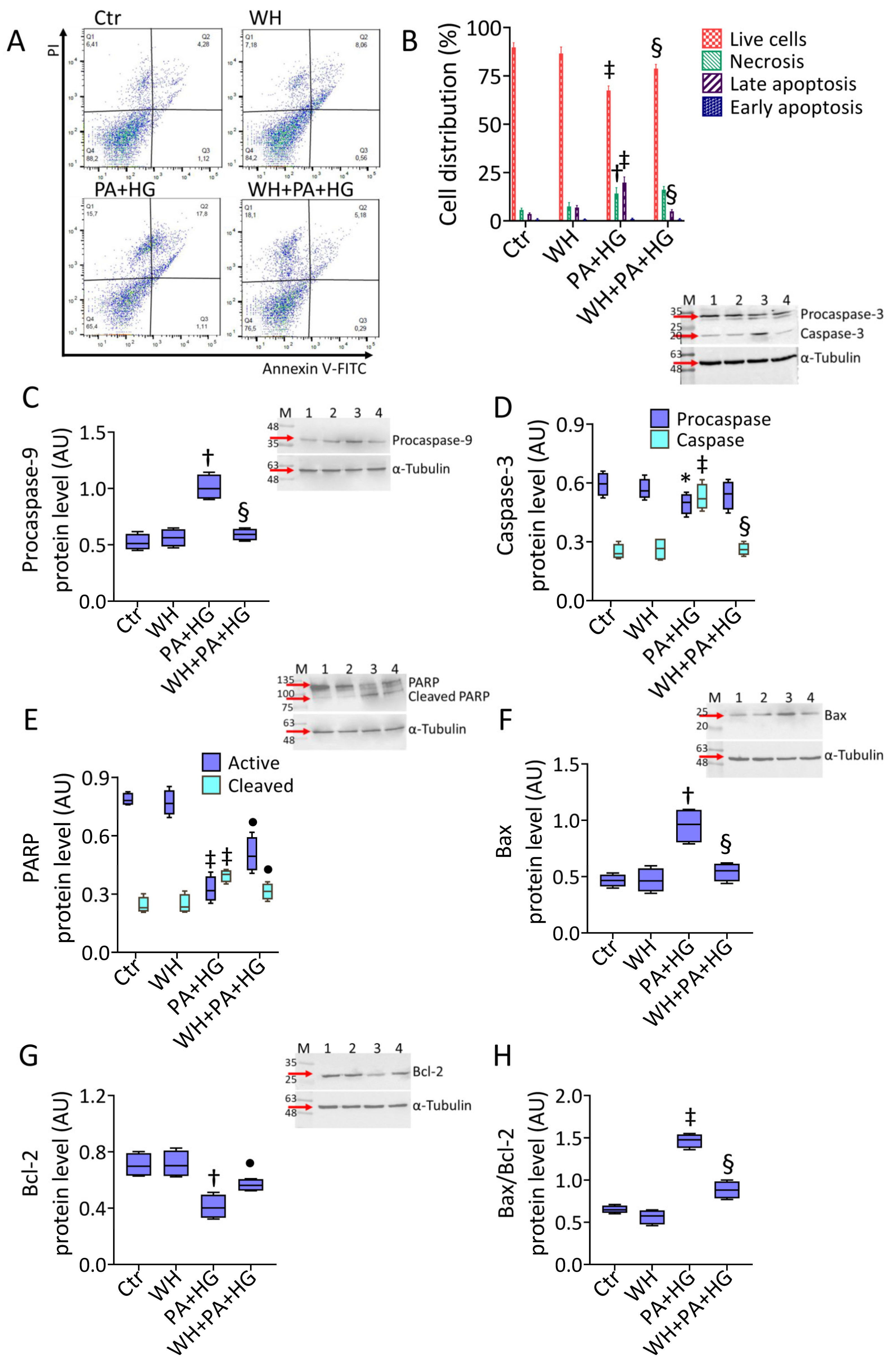 Antioxidants 12 01311 g002 Antioxidants 12 01311 g002