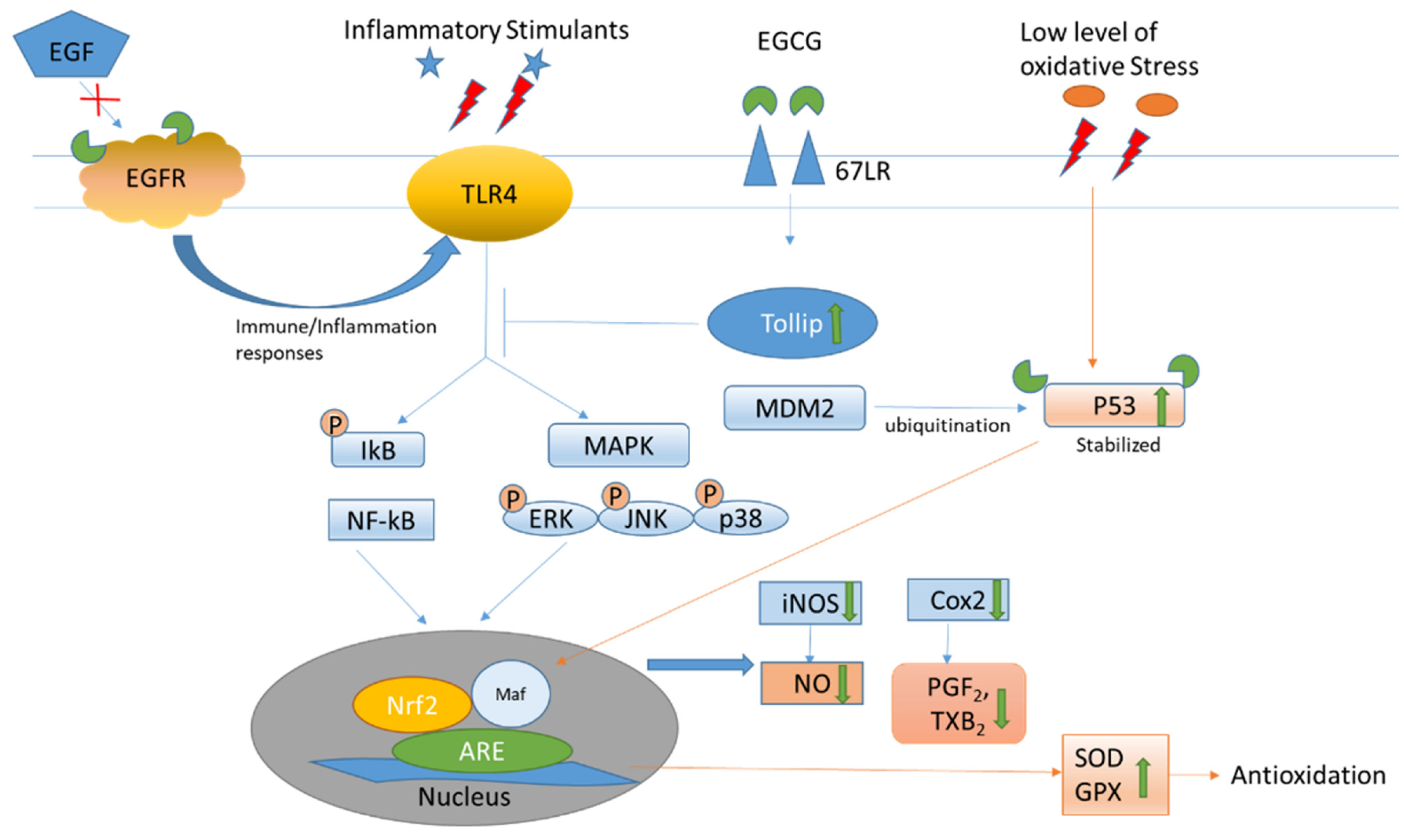 Antioxidants 12 01320 g003