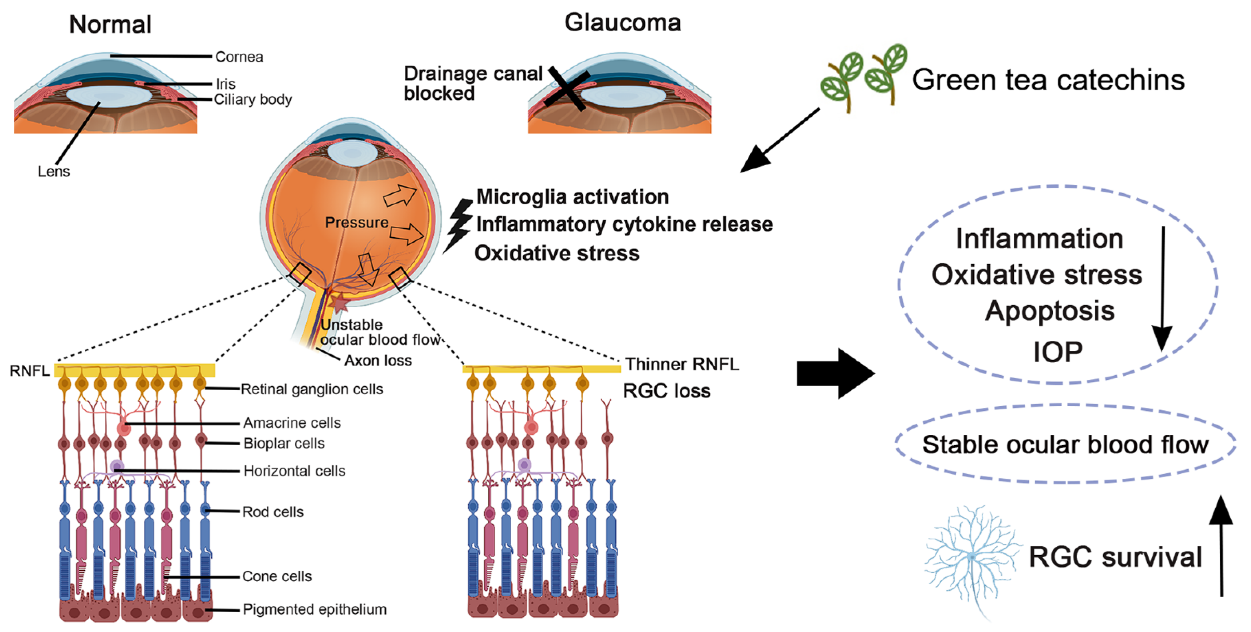 Antioxidants 12 01320 g005