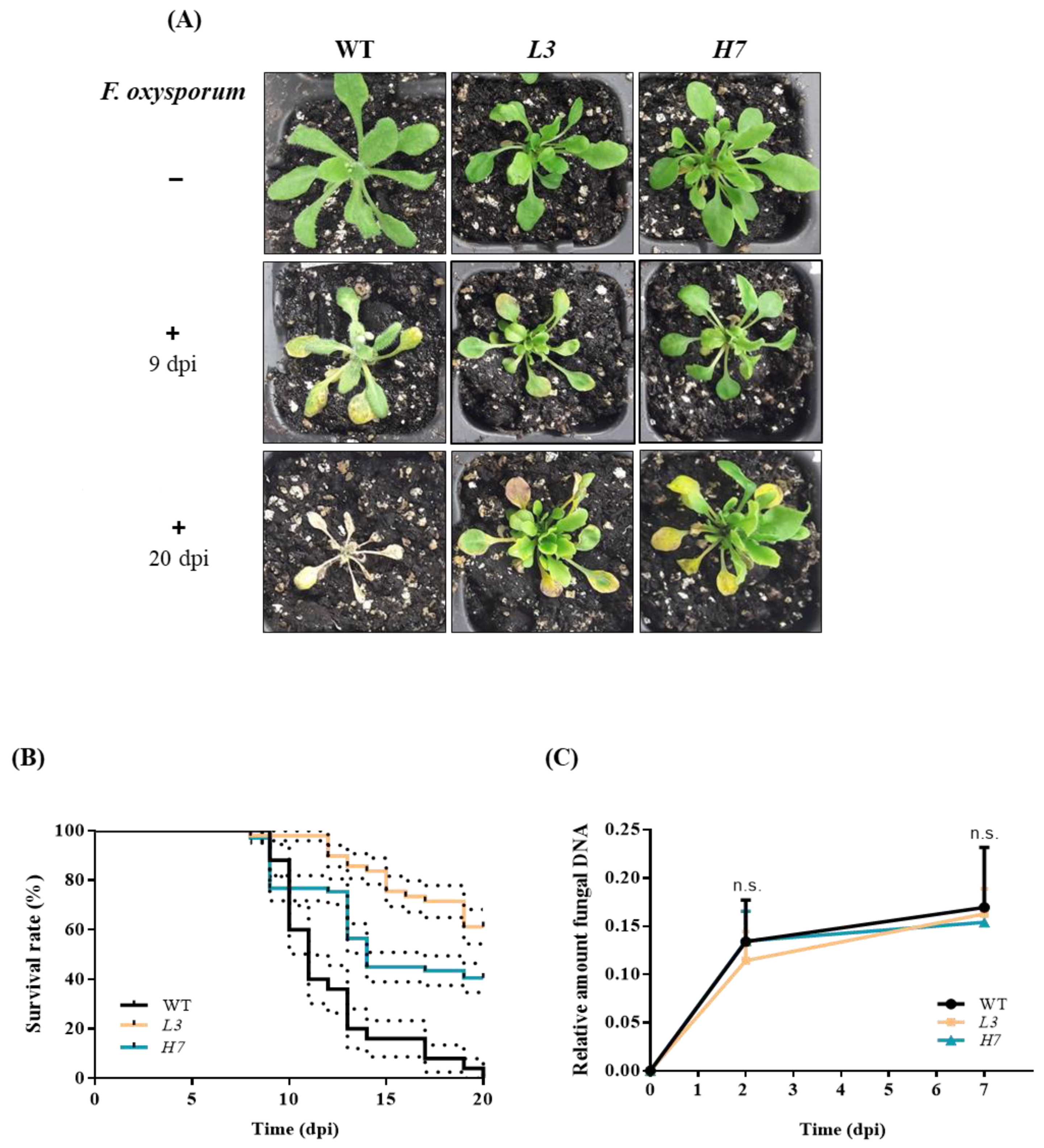 Antioxidants 12 01321 g002 Antioxidants 12 01321 g002