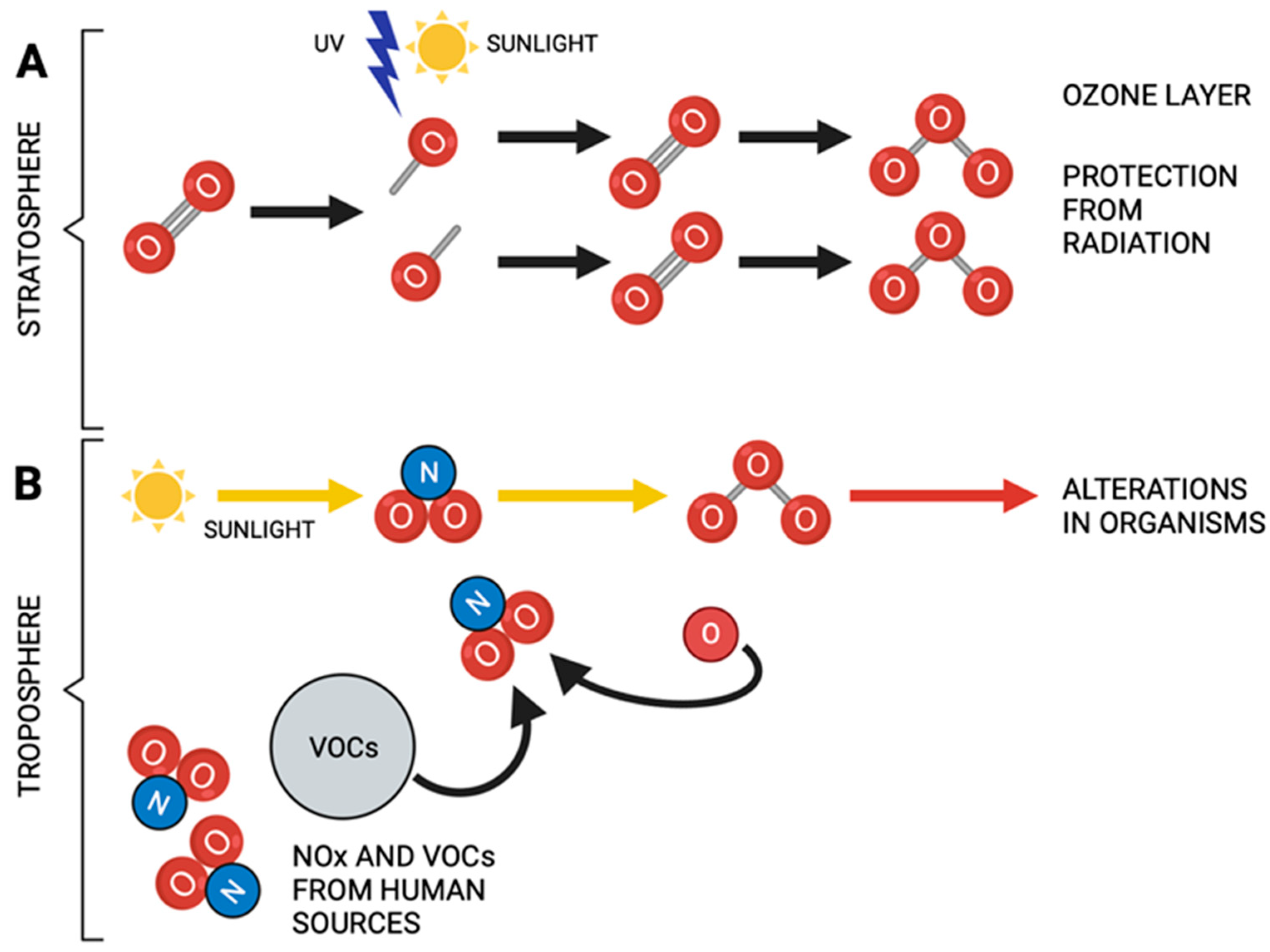 Ozone Environmental Pollution Relationship Between The Intestine And ozone-environmental-pollution-relationship-between-the-intestine-and