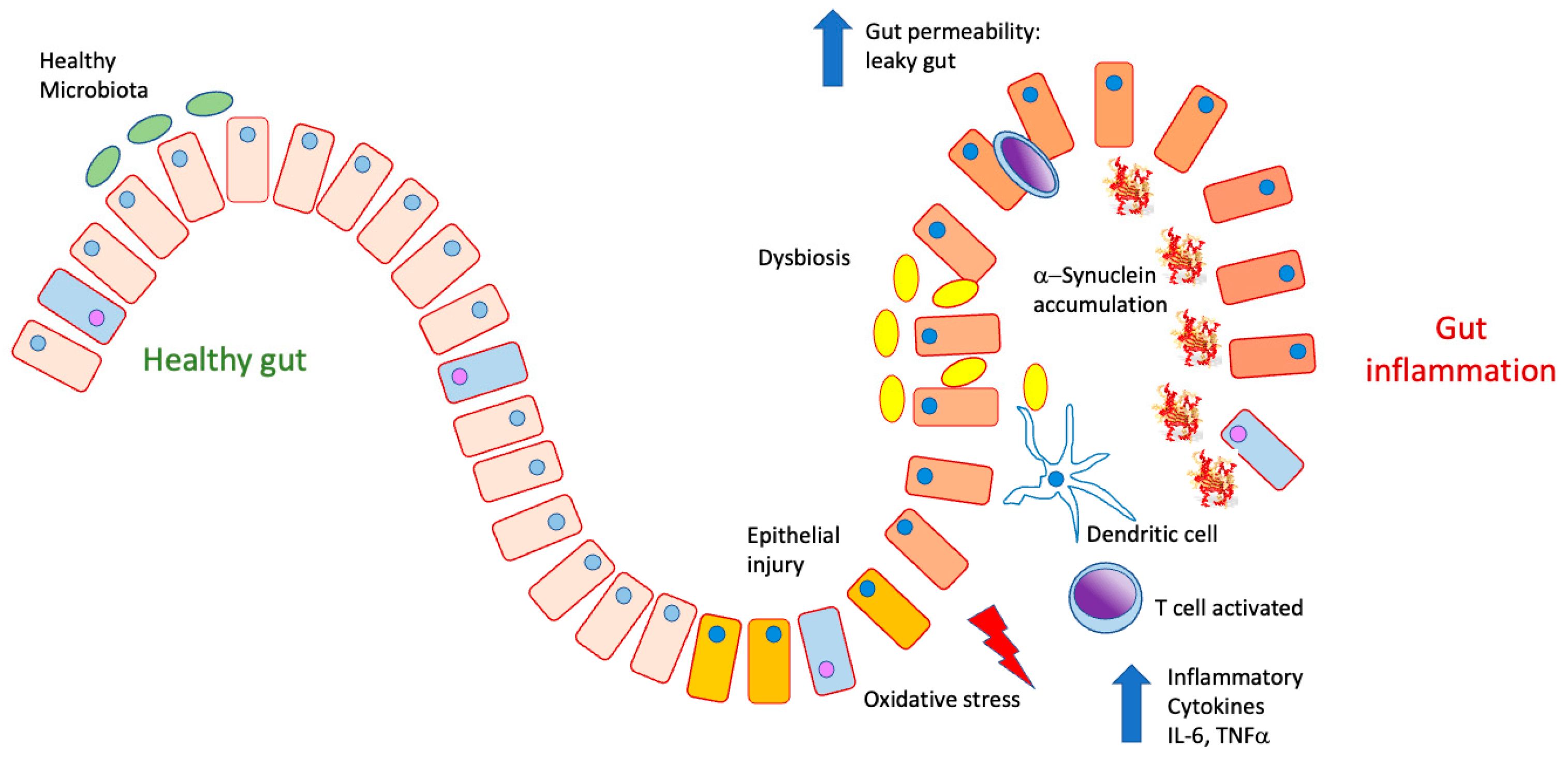 Antioxidants 12 01323 g004 Antioxidants 12 01323 g004