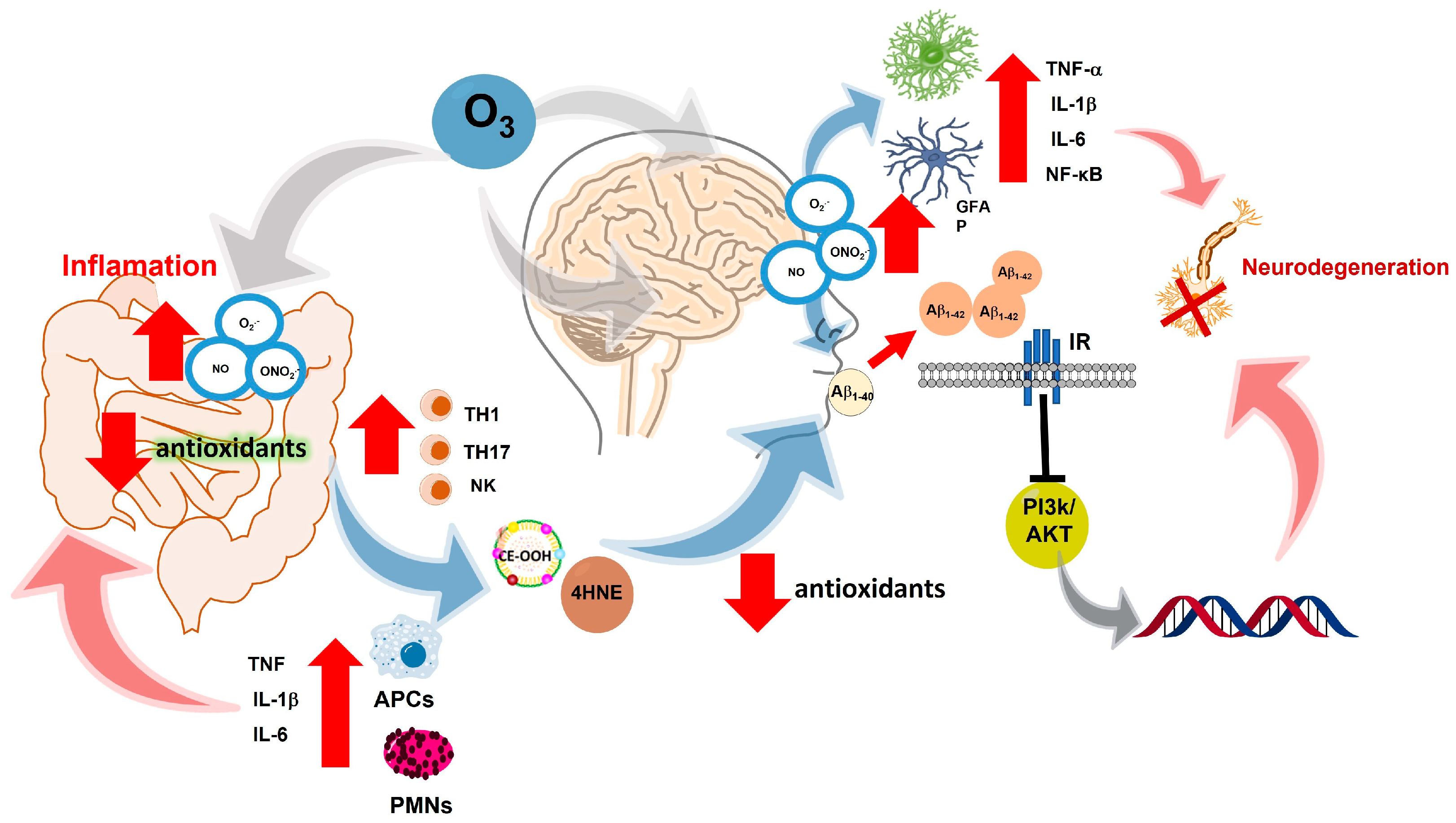 Antioxidants 12 01323 g005 Antioxidants 12 01323 g005