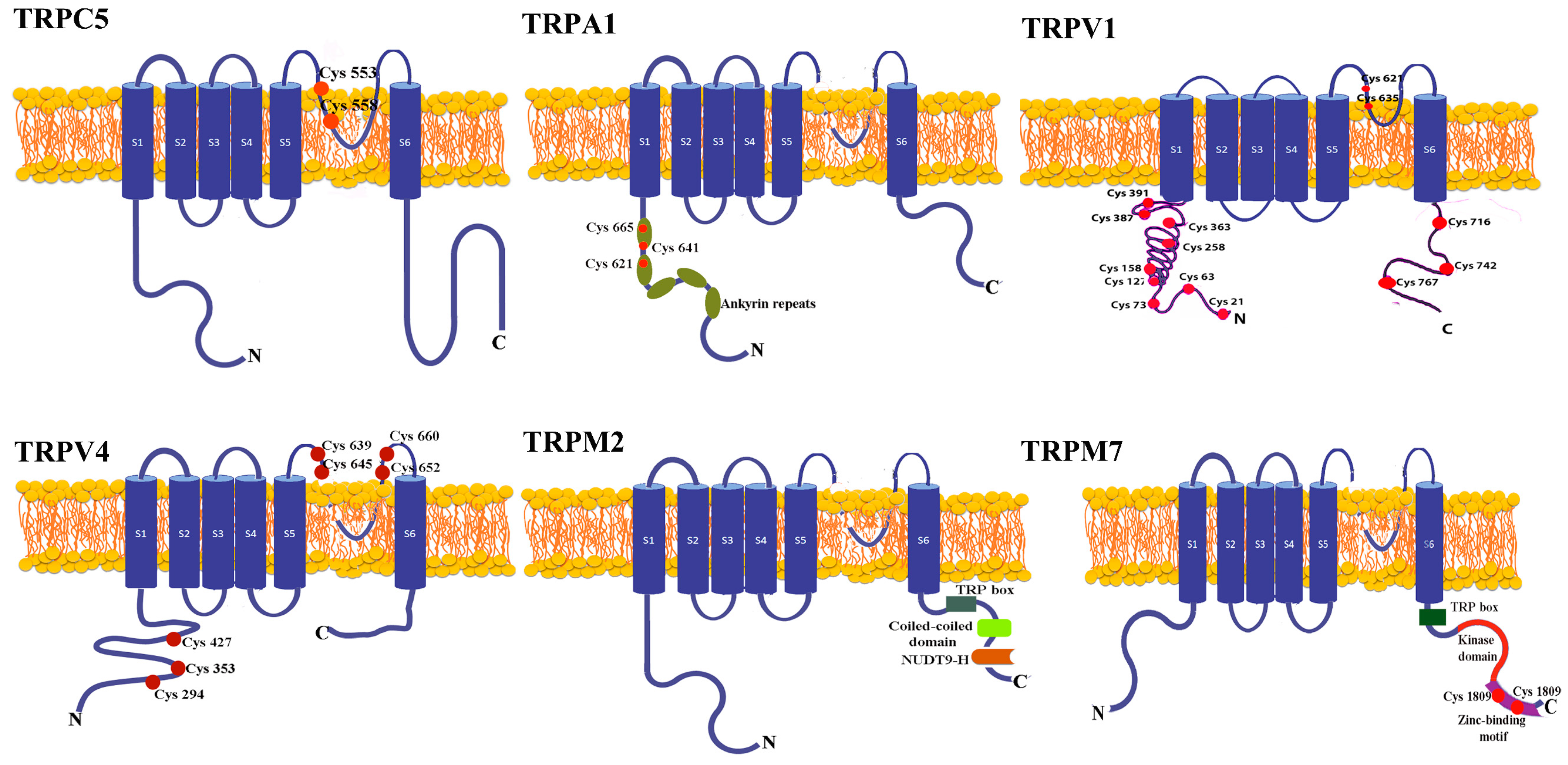 Antioxidants 12 01327 g001 Antioxidants 12 01327 g001