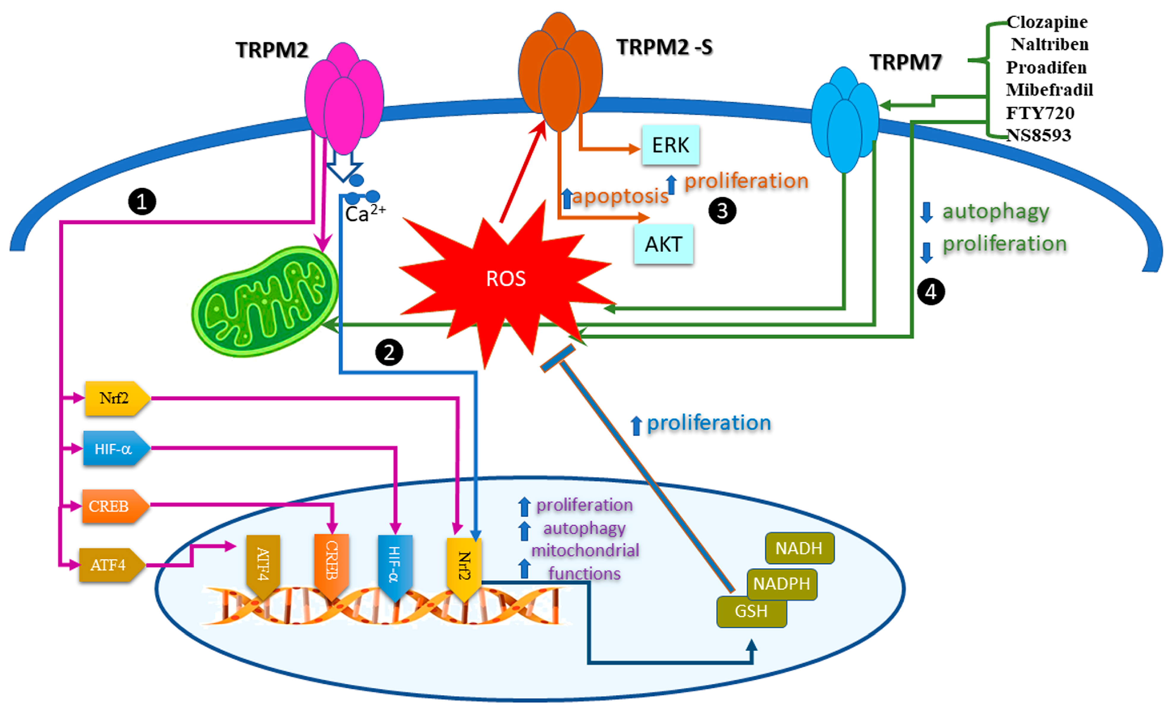 Antioxidants 12 01327 g002 Antioxidants 12 01327 g002