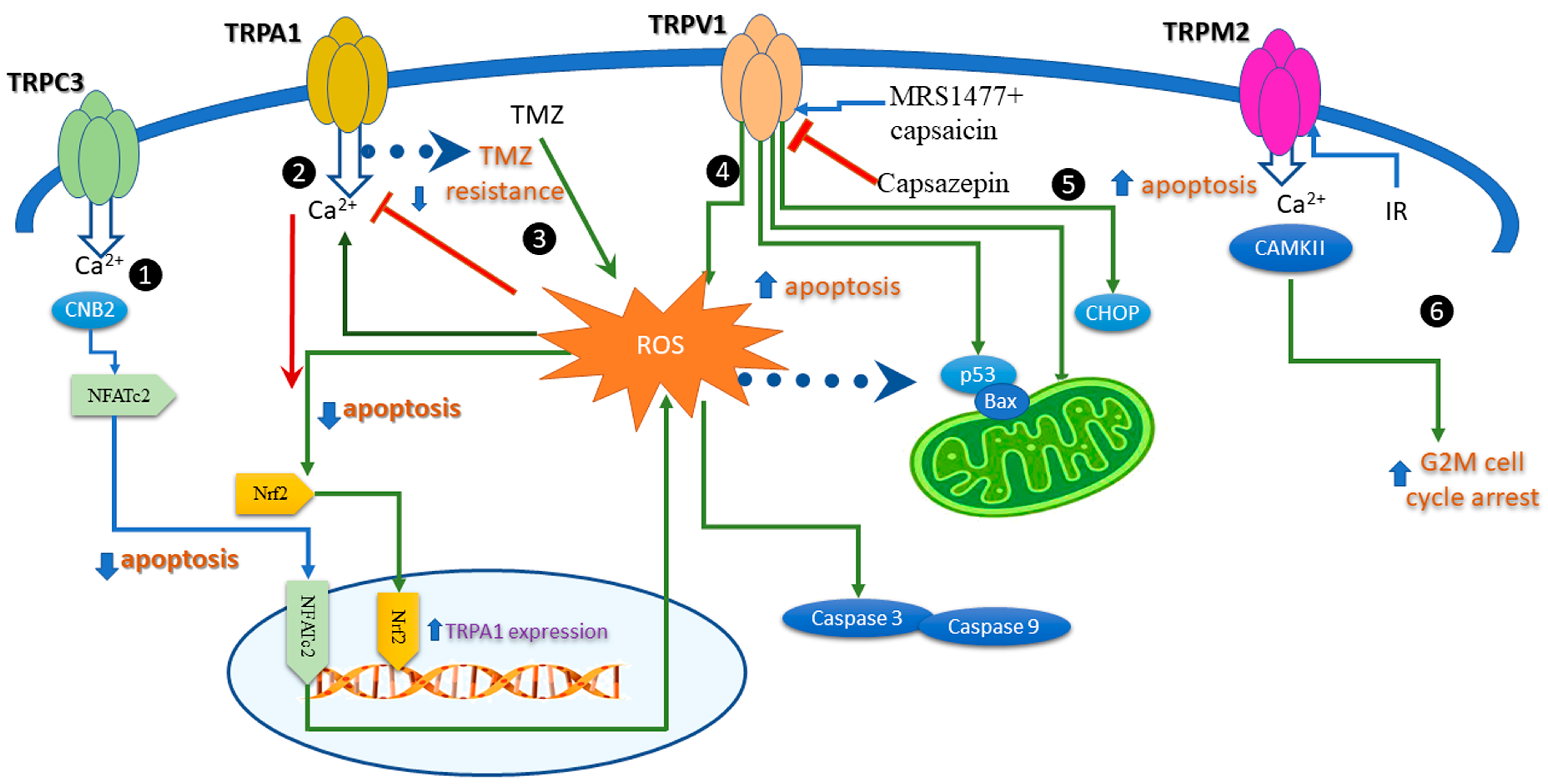 Antioxidants 12 01327 g003 Antioxidants 12 01327 g003
