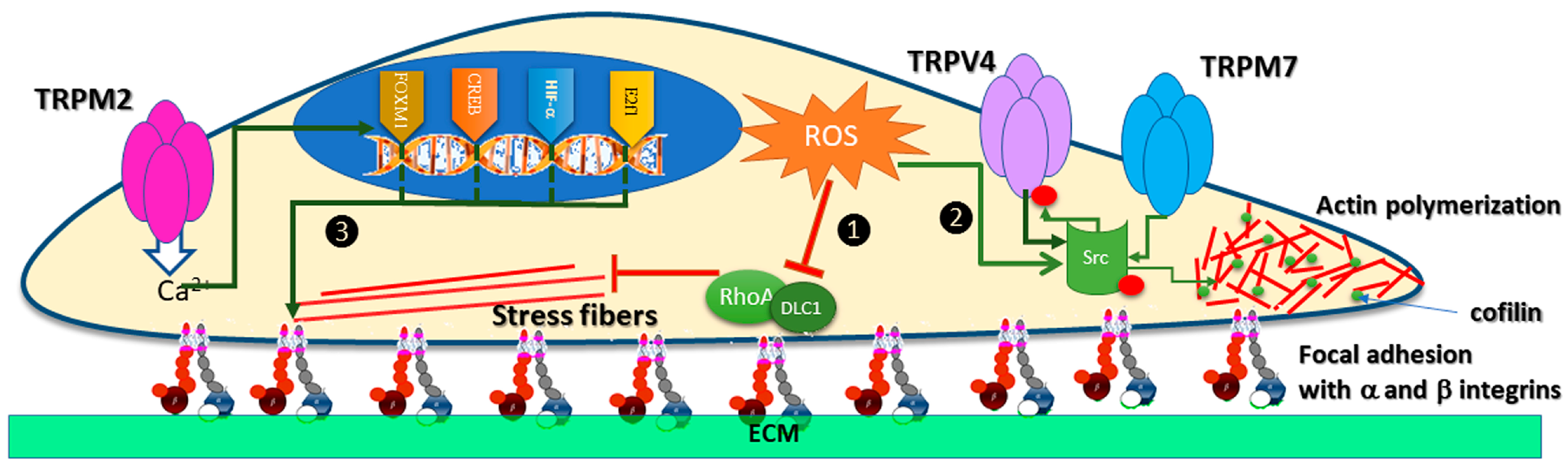 Antioxidants 12 01327 g004 Antioxidants 12 01327 g004