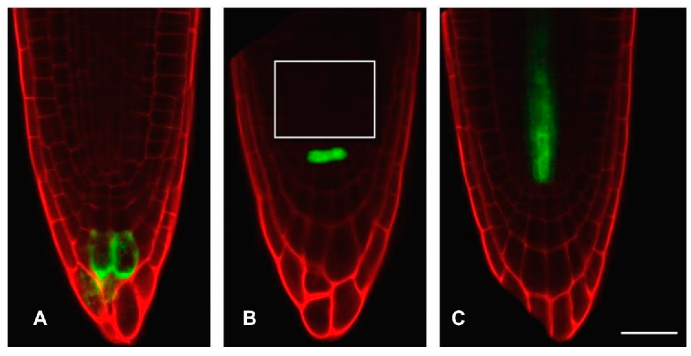 Antioxidants 12 01330 g001 Antioxidants 12 01330 g001