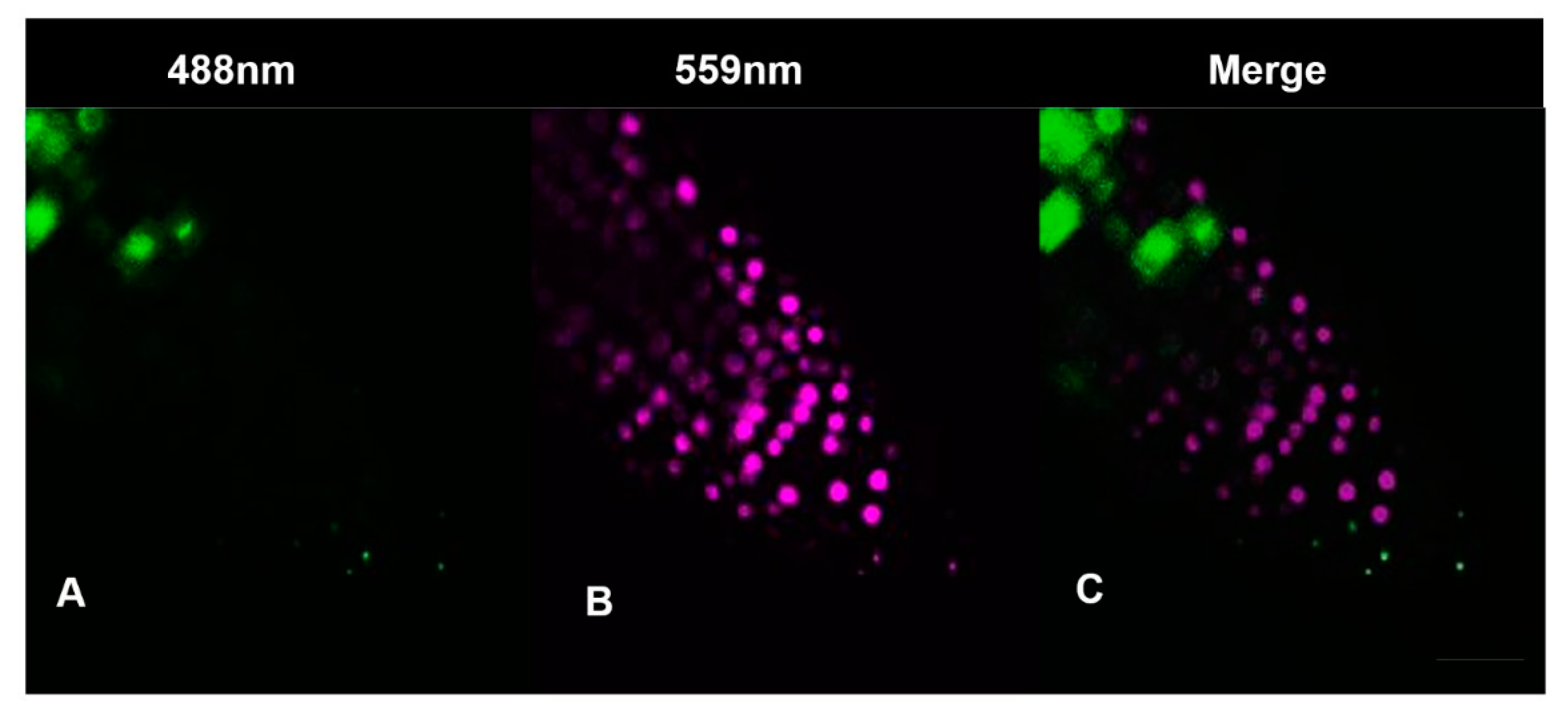 Antioxidants 12 01330 g004 Antioxidants 12 01330 g004