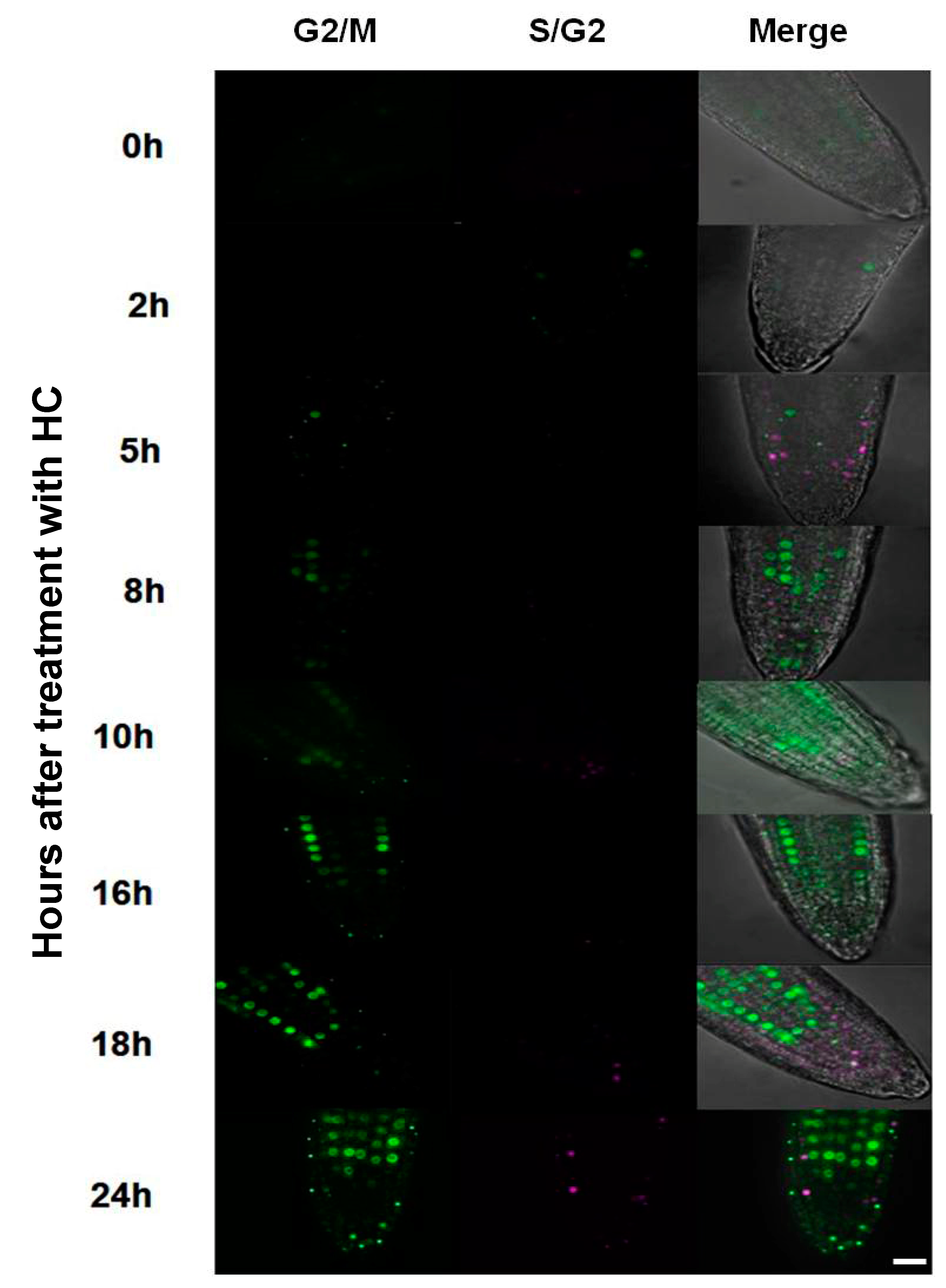 Antioxidants 12 01330 g008 Antioxidants 12 01330 g008