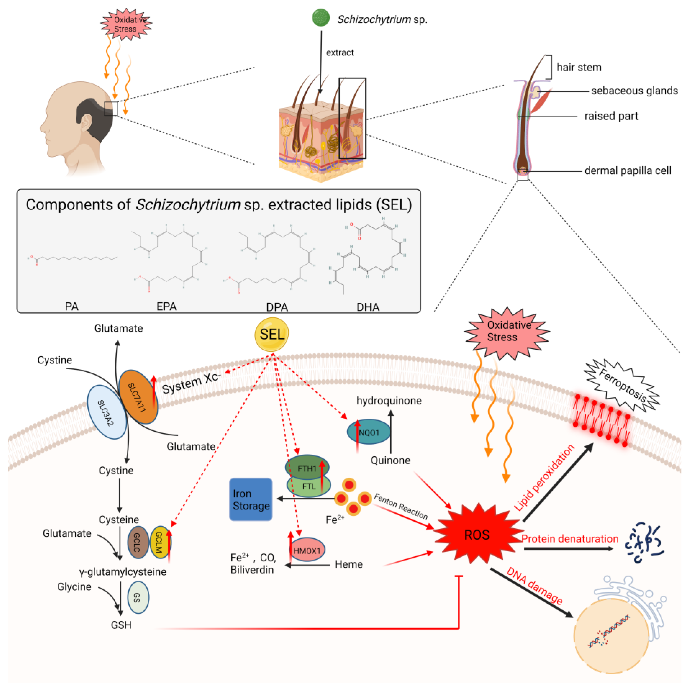 Antioxidants 12 01332 g006 Antioxidants 12 01332 g006