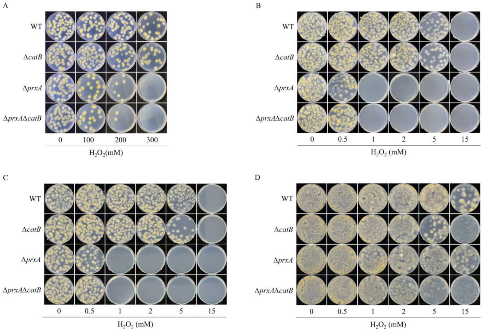 Antioxidants 12 01333 g001