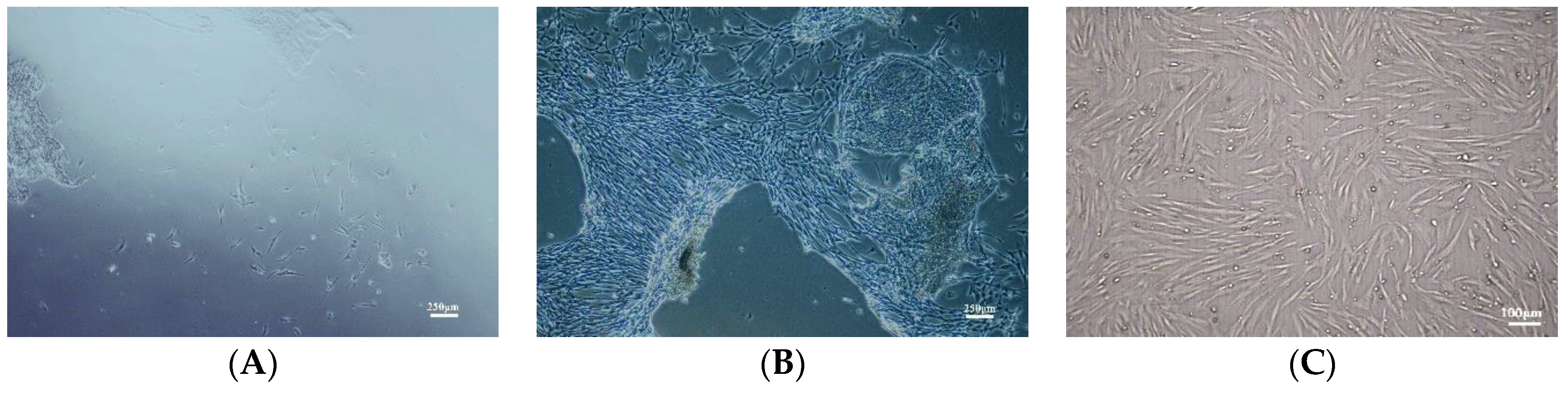 Antioxidants 12 01334 g001 Antioxidants 12 01334 g001