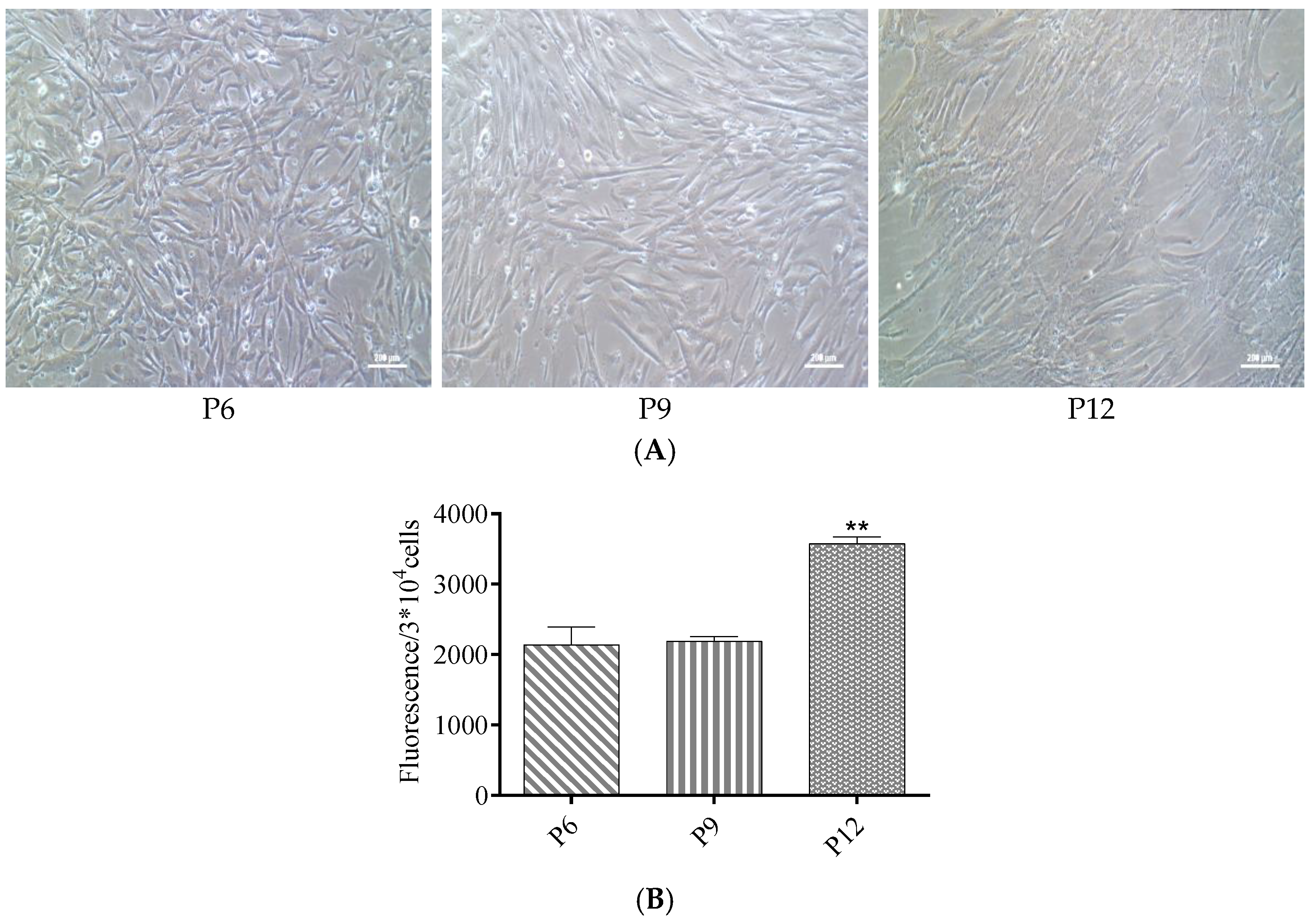 Antioxidants 12 01334 g004 Antioxidants 12 01334 g004