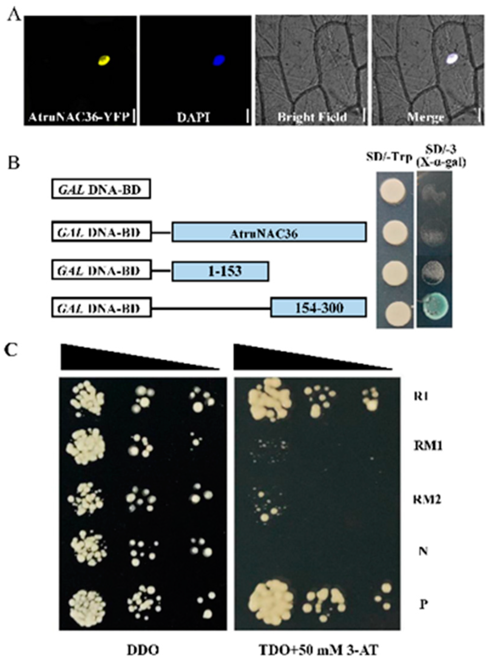Antioxidants 12 01339 g007