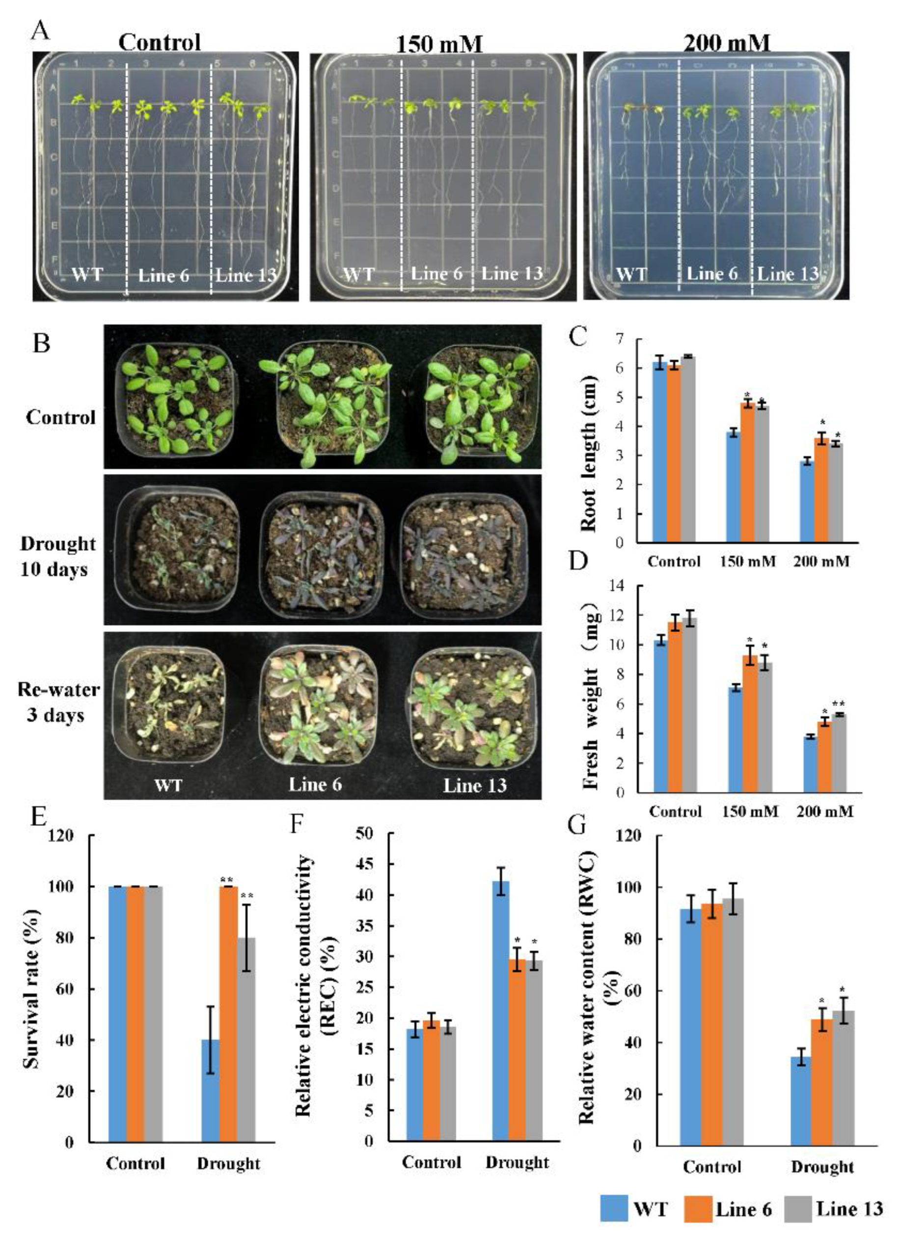 Antioxidants 12 01339 g008