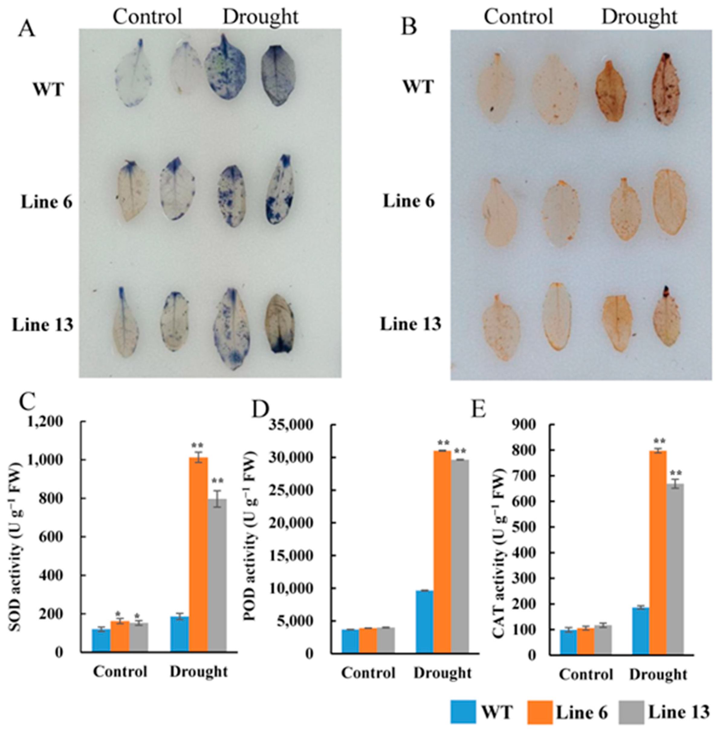 Antioxidants 12 01339 g009