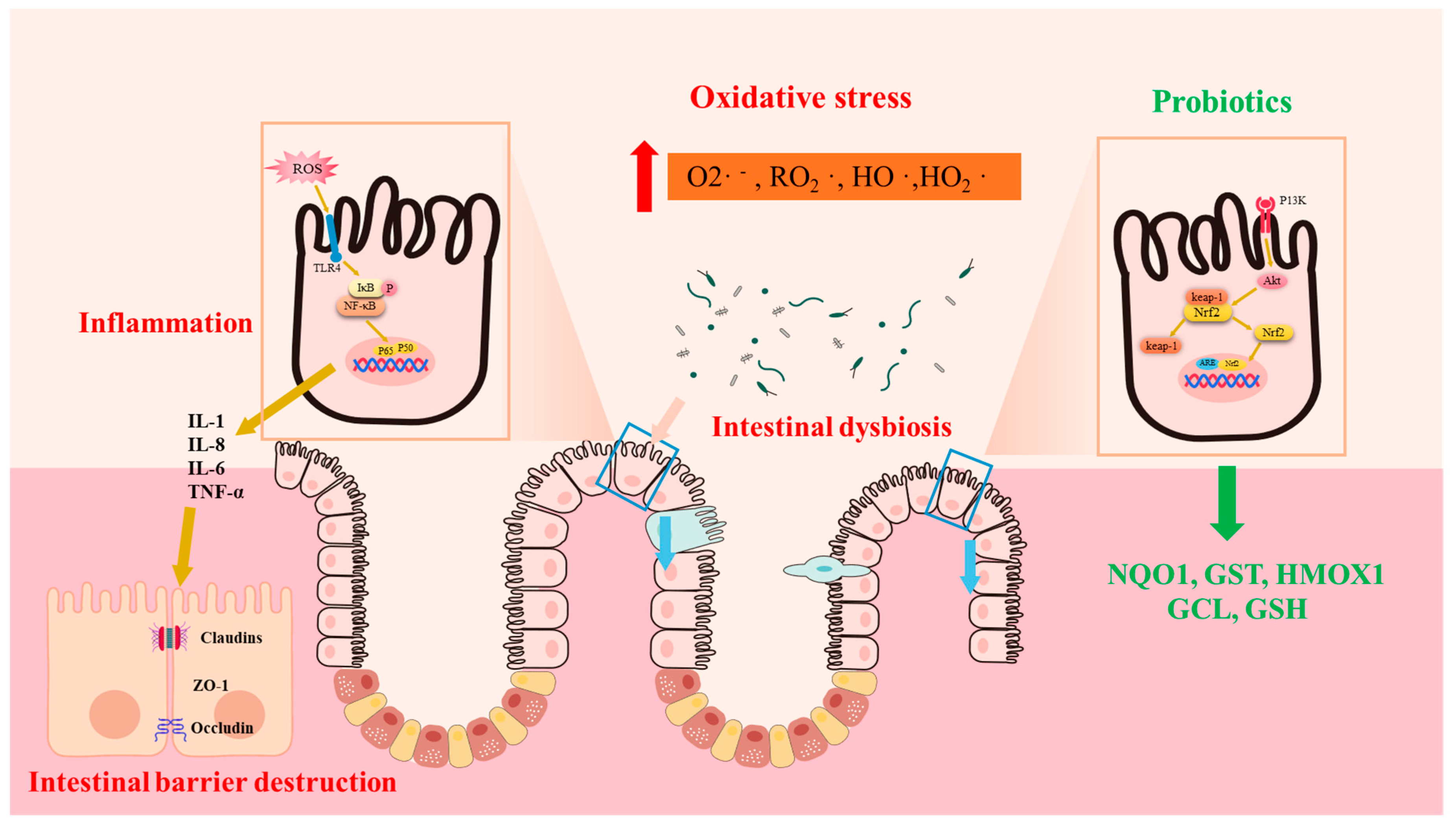 Antioxidants 12 01342 g001 Antioxidants 12 01342 g001