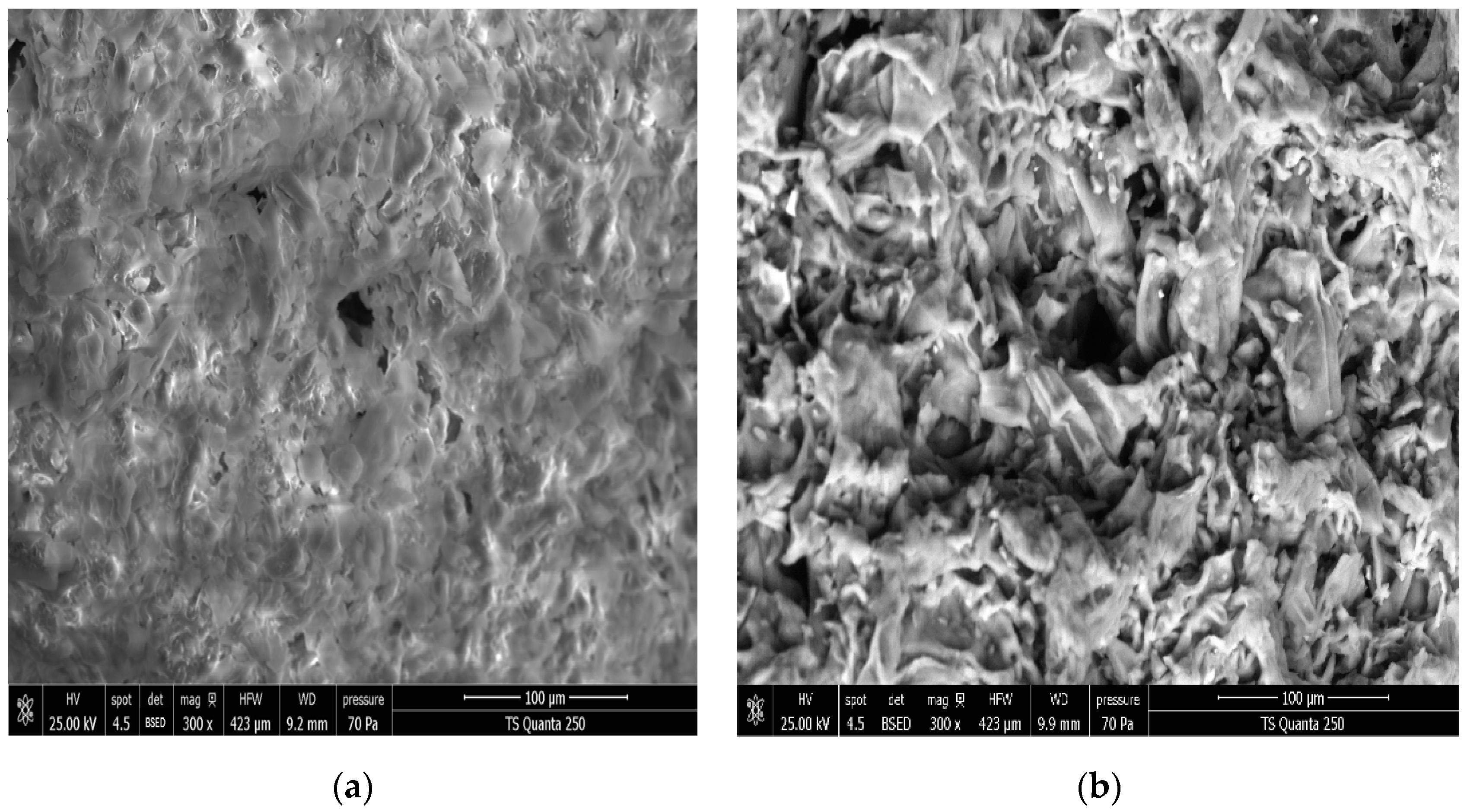 Antioxidants 12 01346 g005 Antioxidants 12 01346 g005