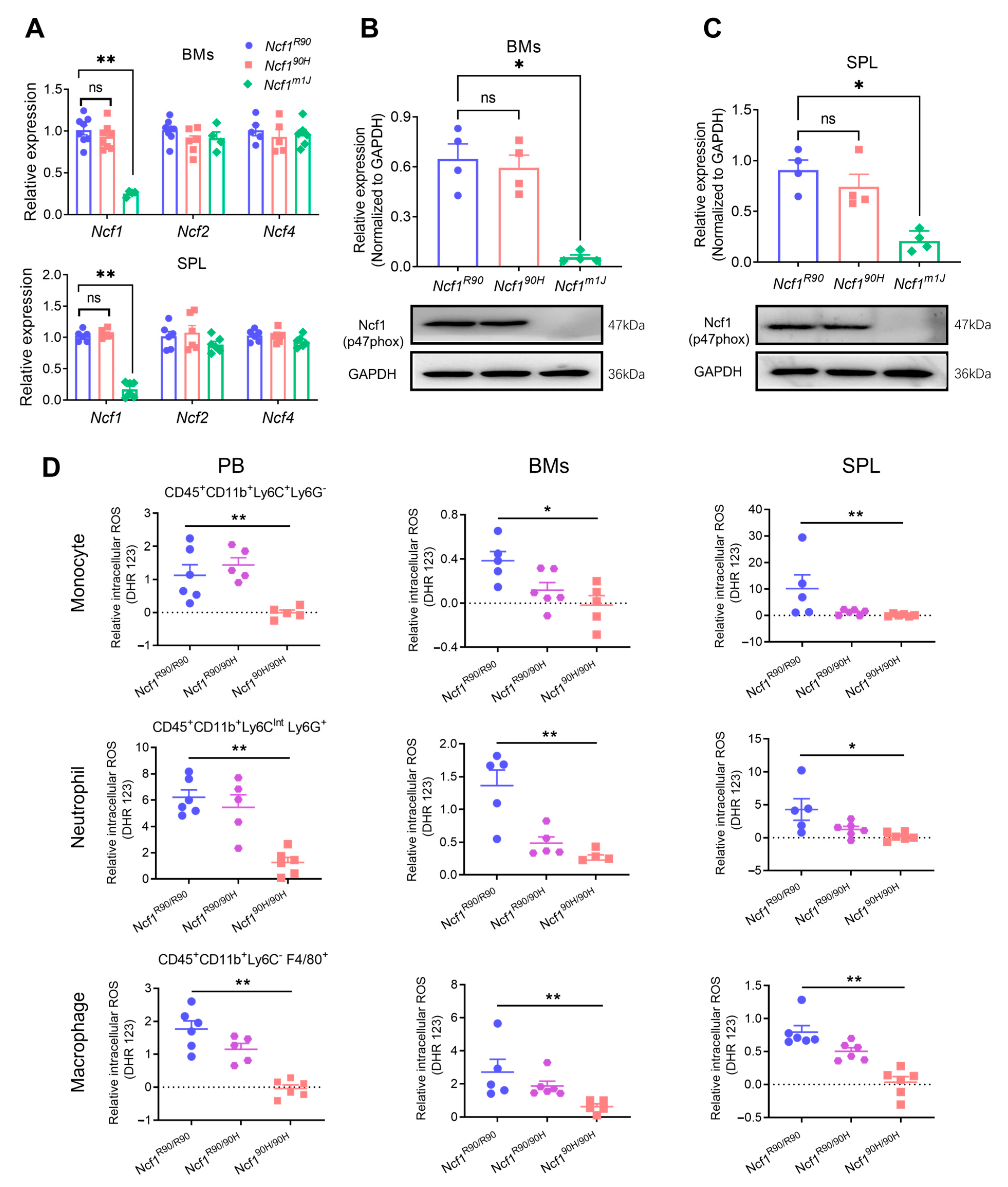 Antioxidants 12 01348 g001 Antioxidants 12 01348 g001