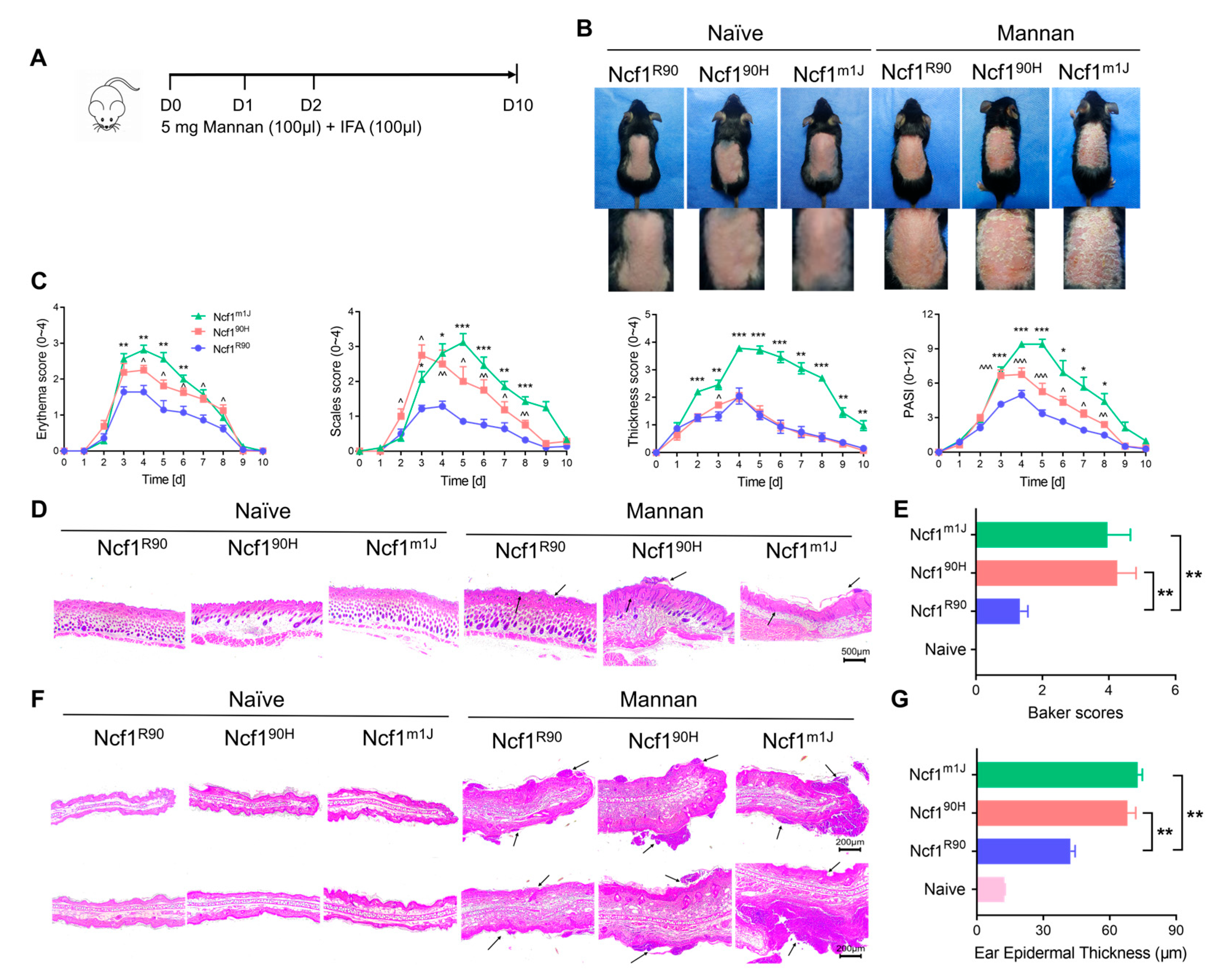 Antioxidants 12 01348 g004 Antioxidants 12 01348 g004