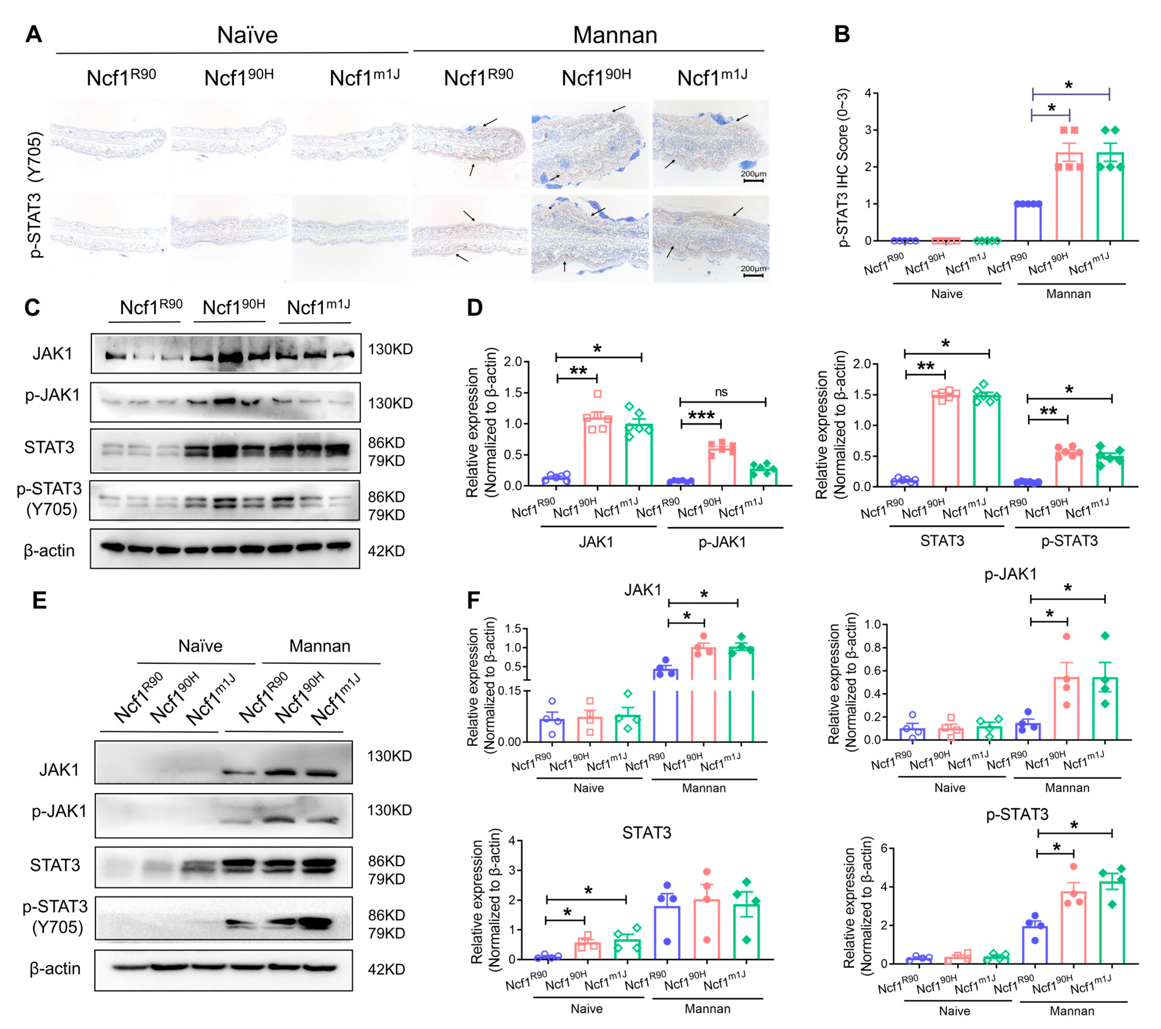 Antioxidants 12 01348 g007 Antioxidants 12 01348 g007
