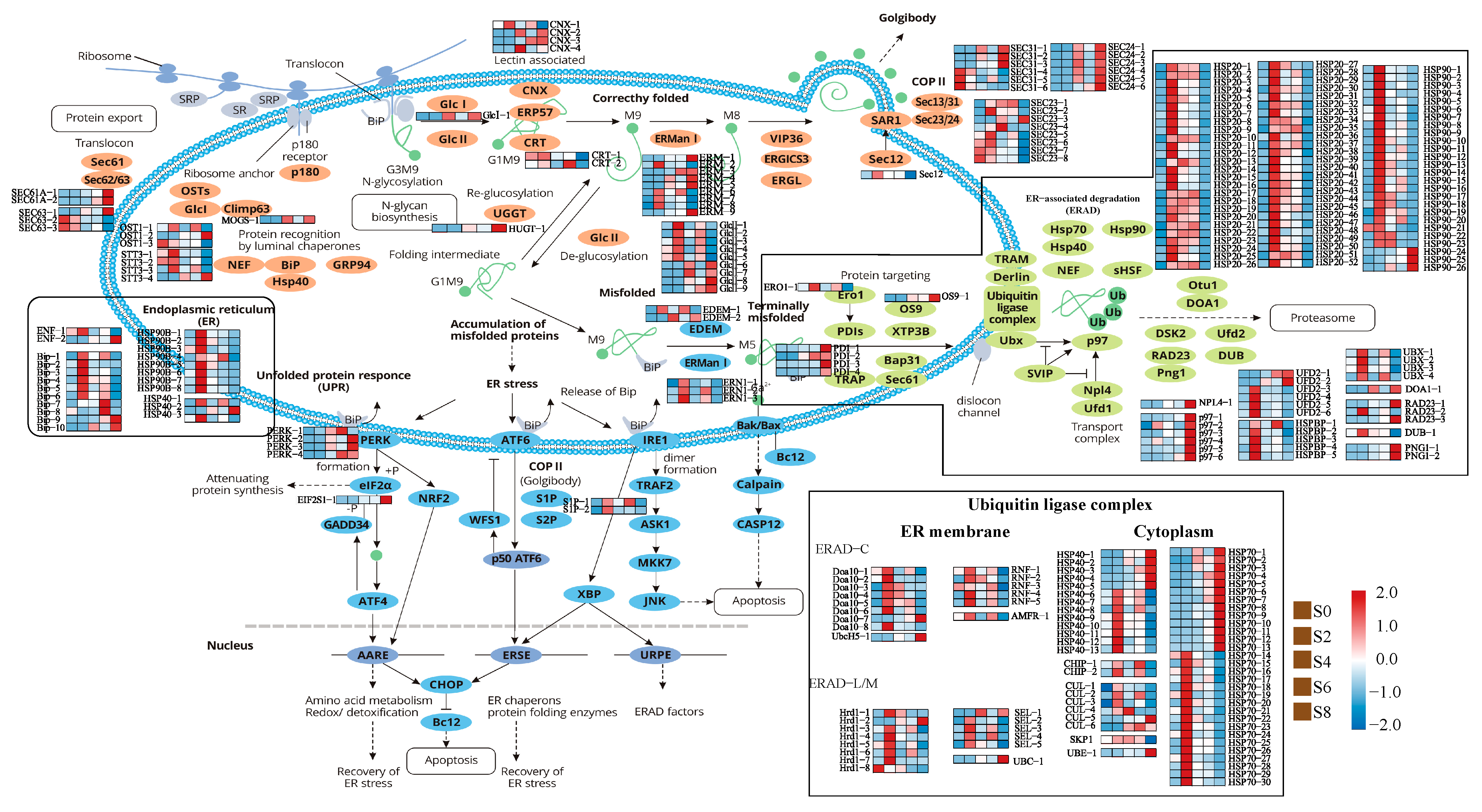 Antioxidants 12 01353 g007 Antioxidants 12 01353 g007