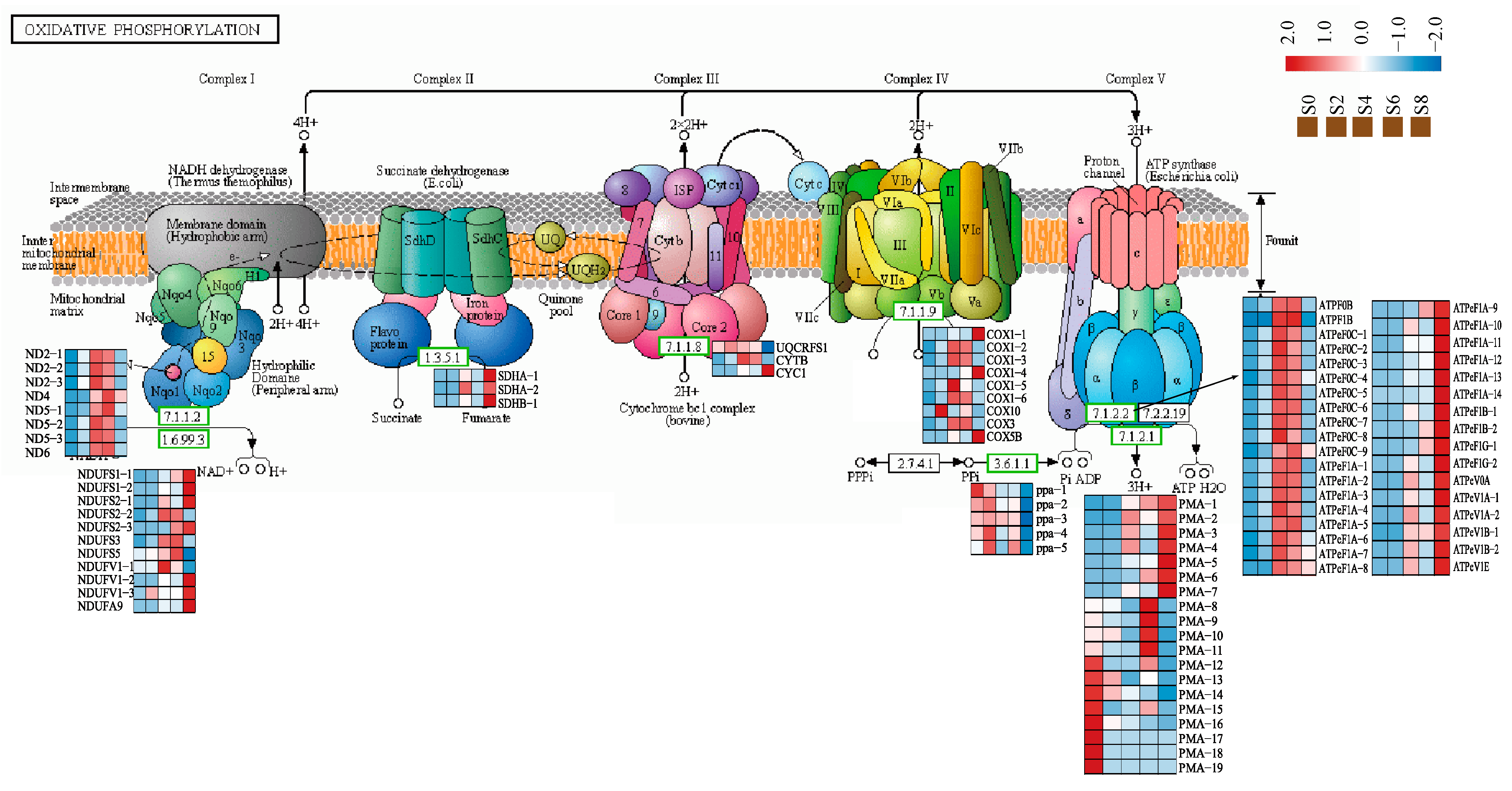 Antioxidants 12 01353 g008 Antioxidants 12 01353 g008