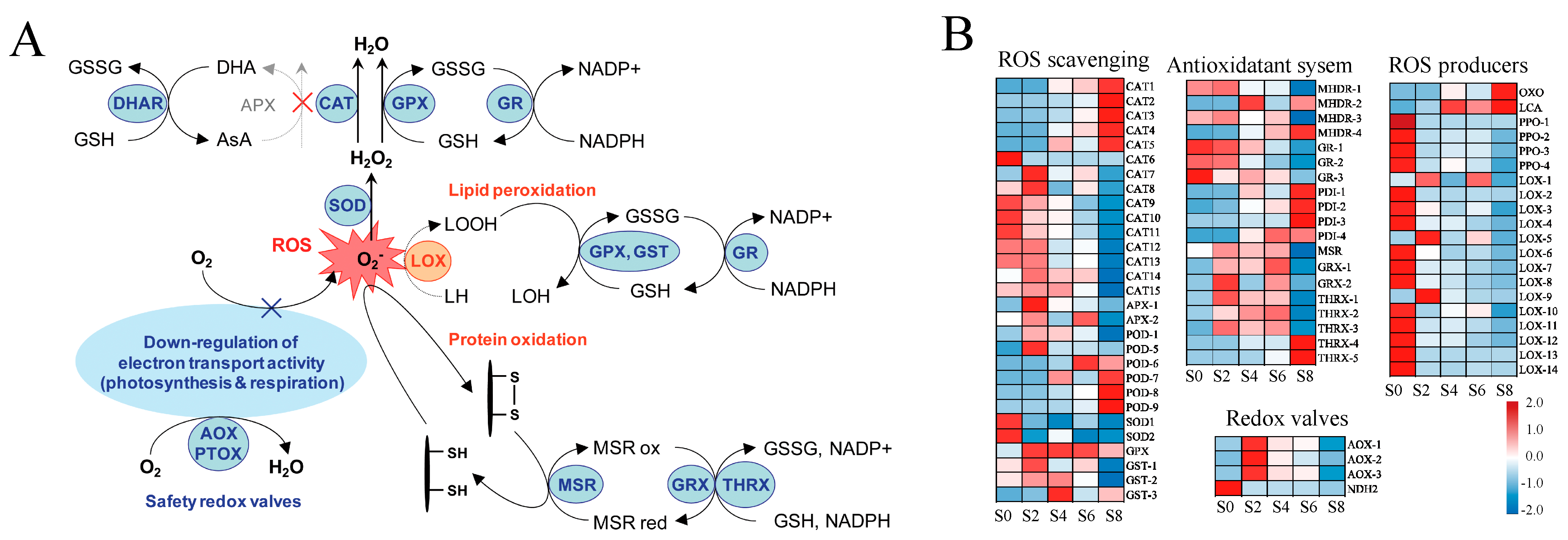 Antioxidants 12 01353 g009 Antioxidants 12 01353 g009